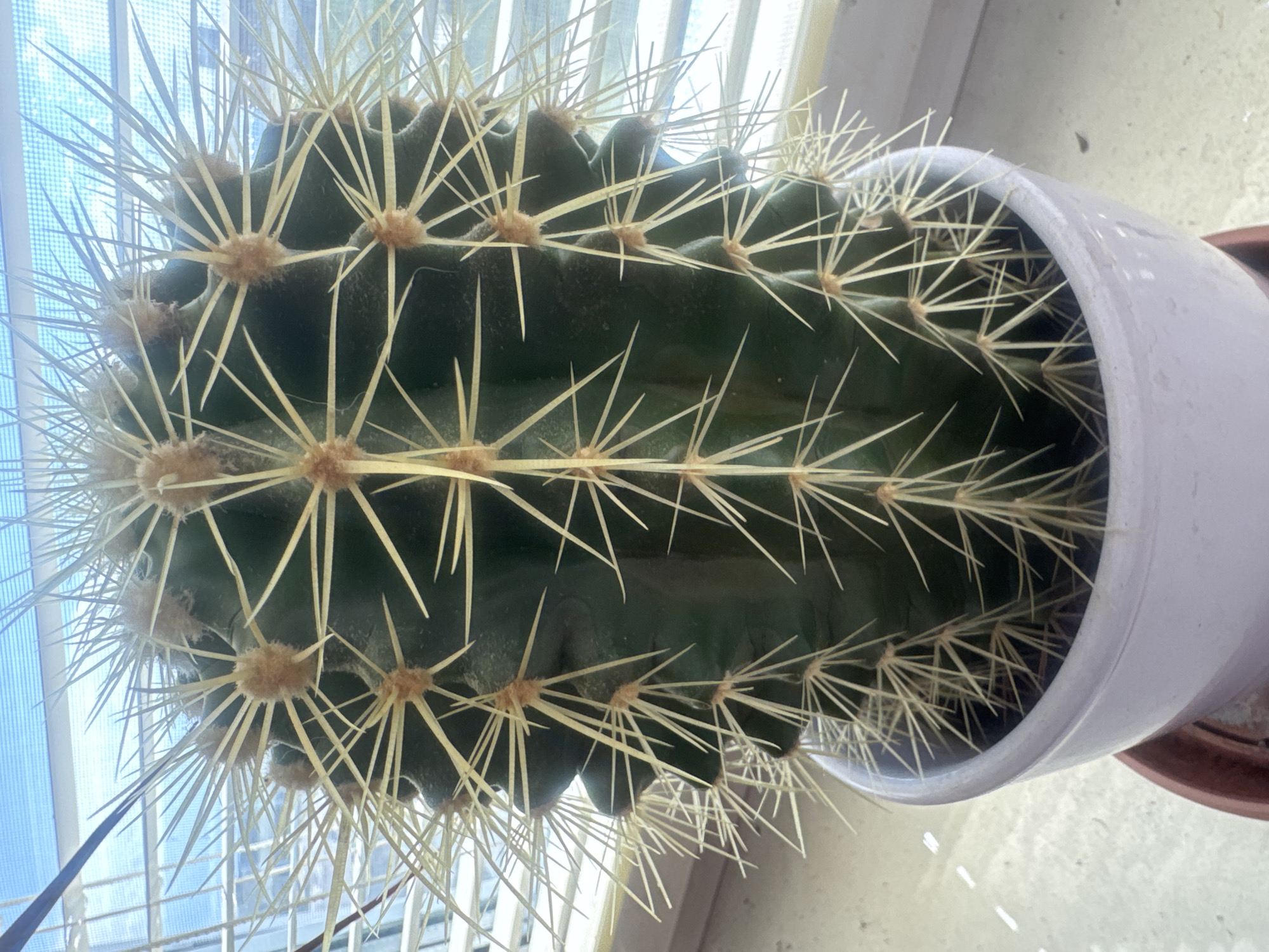 A close-up, eye-level, full-body shot shows a dark green barrel cactus in a light purple ceramic pot. The cactus is cylindrical and ribbed, covered in sharp, yellow spines. The pot sits on a saucer, which is on a windowsill. Behind the cactus, a light blue sky is visible through a window with horizontal blinds. The scene is lit by natural light.