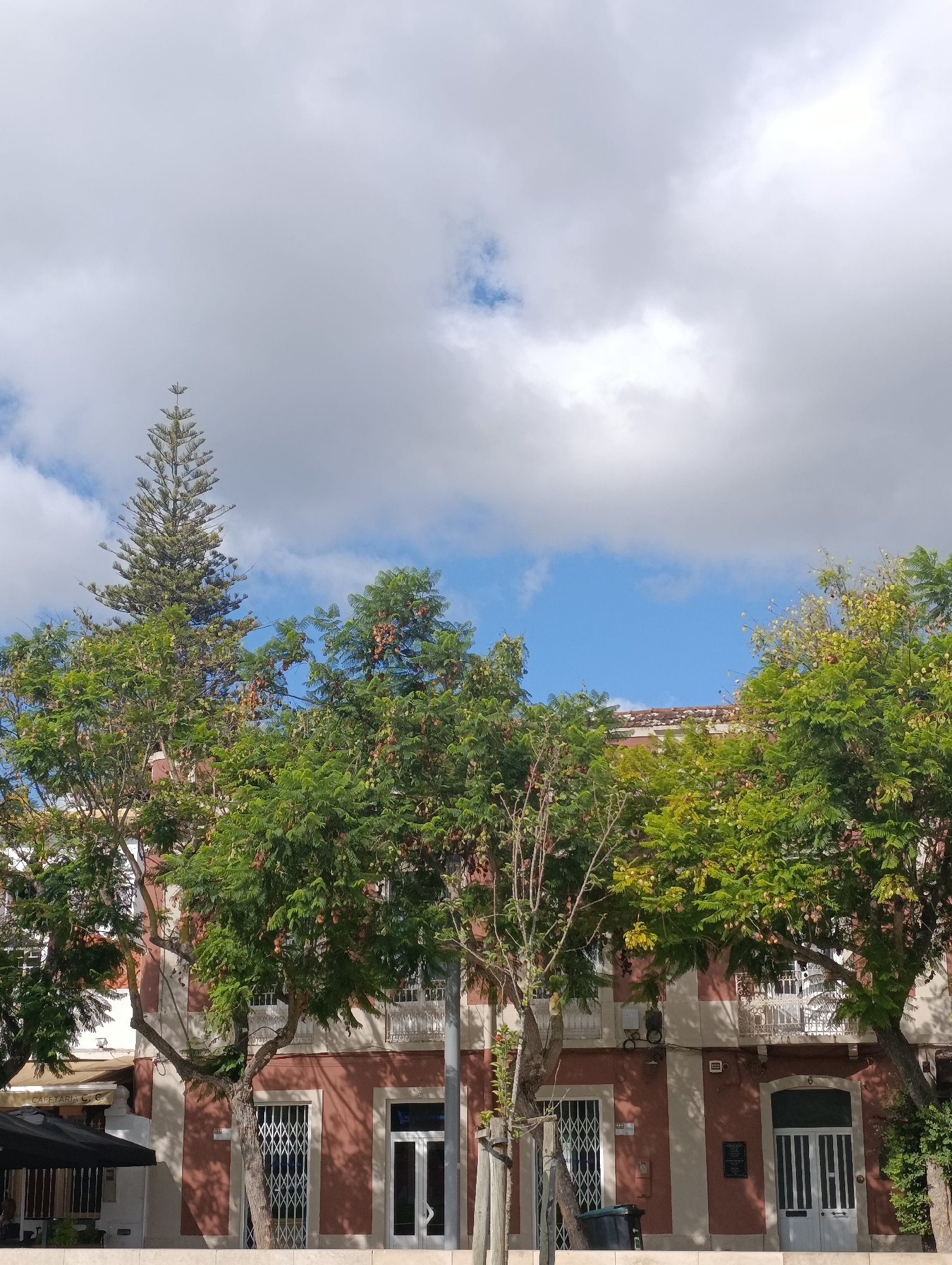 The image shows a street scene in Setúbal, Portugal, dominated by a red building and lush green trees under a cloudy sky. The building features white trim and decorative elements around its windows. Several trees, including a tall, slender conifer and broader leafy trees with some fruit or seed pods, partially obscure the building's facade. Two large green trash bins are visible in front of the building. A black outdoor umbrella and a sign that reads "CAFETERIA C.C." suggest a nearby cafe. The street appears to be paved, and a low white wall runs along the foreground. The lighting suggests it is daytime, likely with intermittent sun due to the cloud cover.