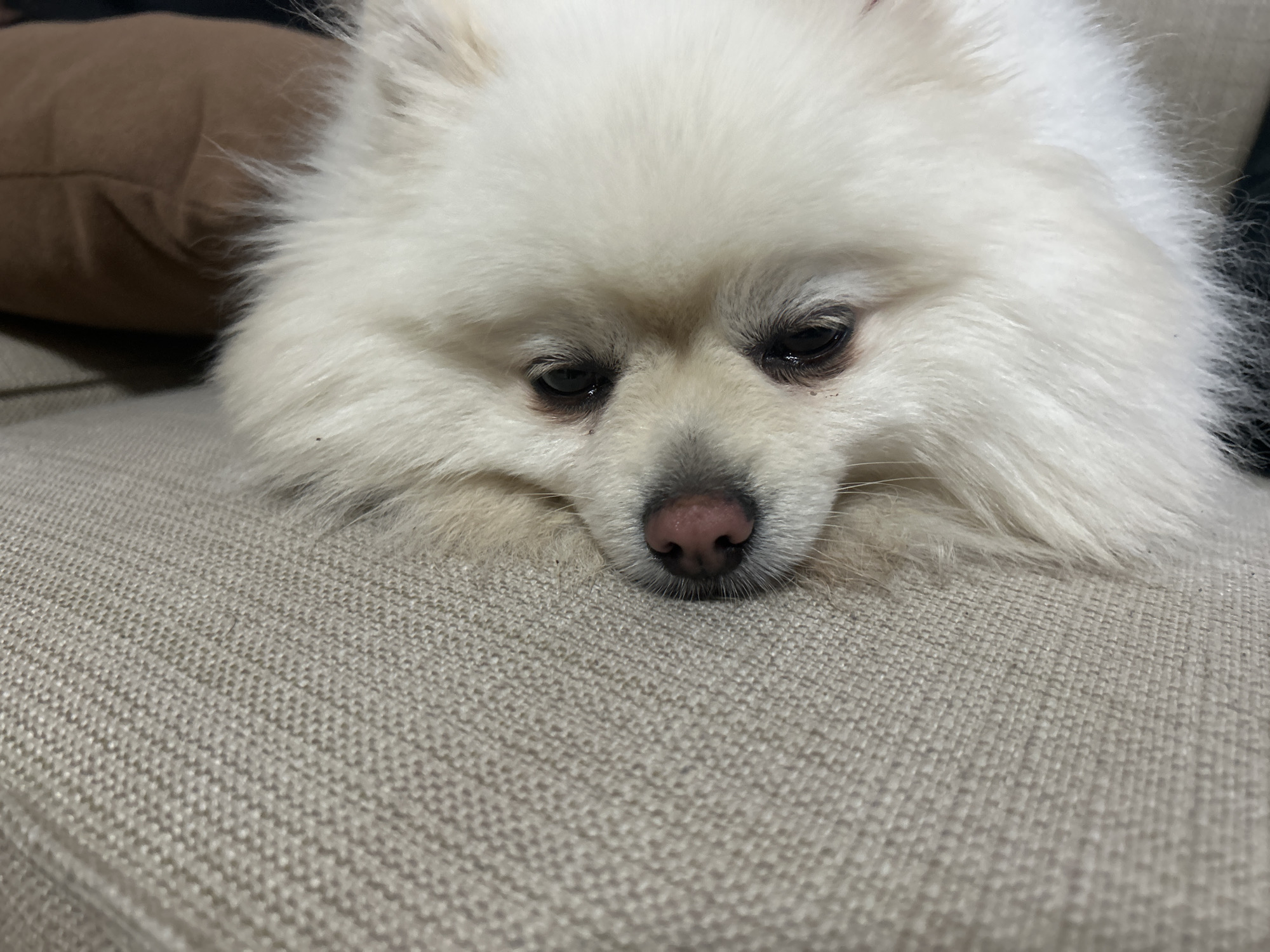 A close-up, eye-level, medium shot captures a white Pomeranian dog resting its head on a textured, light-beige couch. The dog's face is the primary focus, with its fur appearing soft and fluffy. Its eyes are dark and appear slightly droopy, conveying a relaxed or perhaps sleepy expression. The dog's nose is a prominent pinkish-brown. The background includes a hint of a dark object and a light brown cushion. The scene is indoors, likely in a home setting. The image does not provide any visual cues to indicate a specific location within the city of Varna, Bulgaria.