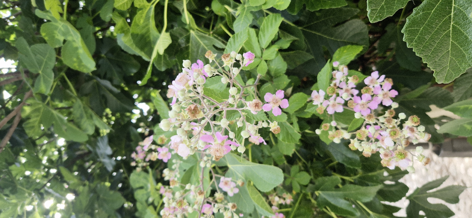 A close-up, eye-level shot showcases a cluster of small, pink, five-petaled flowers and budding green fruits on a thorny vine. The flowers are delicate, with some appearing to be in full bloom and others still in bud form. The surrounding foliage consists of large, dark green leaves with prominent veins, some appearing slightly lighter in hue due to the sunlight filtering through. The overall impression is of a natural, outdoor setting, likely a garden or wild growth, with a shallow depth of field that blurs the background. The image is captured in a portrait orientation.