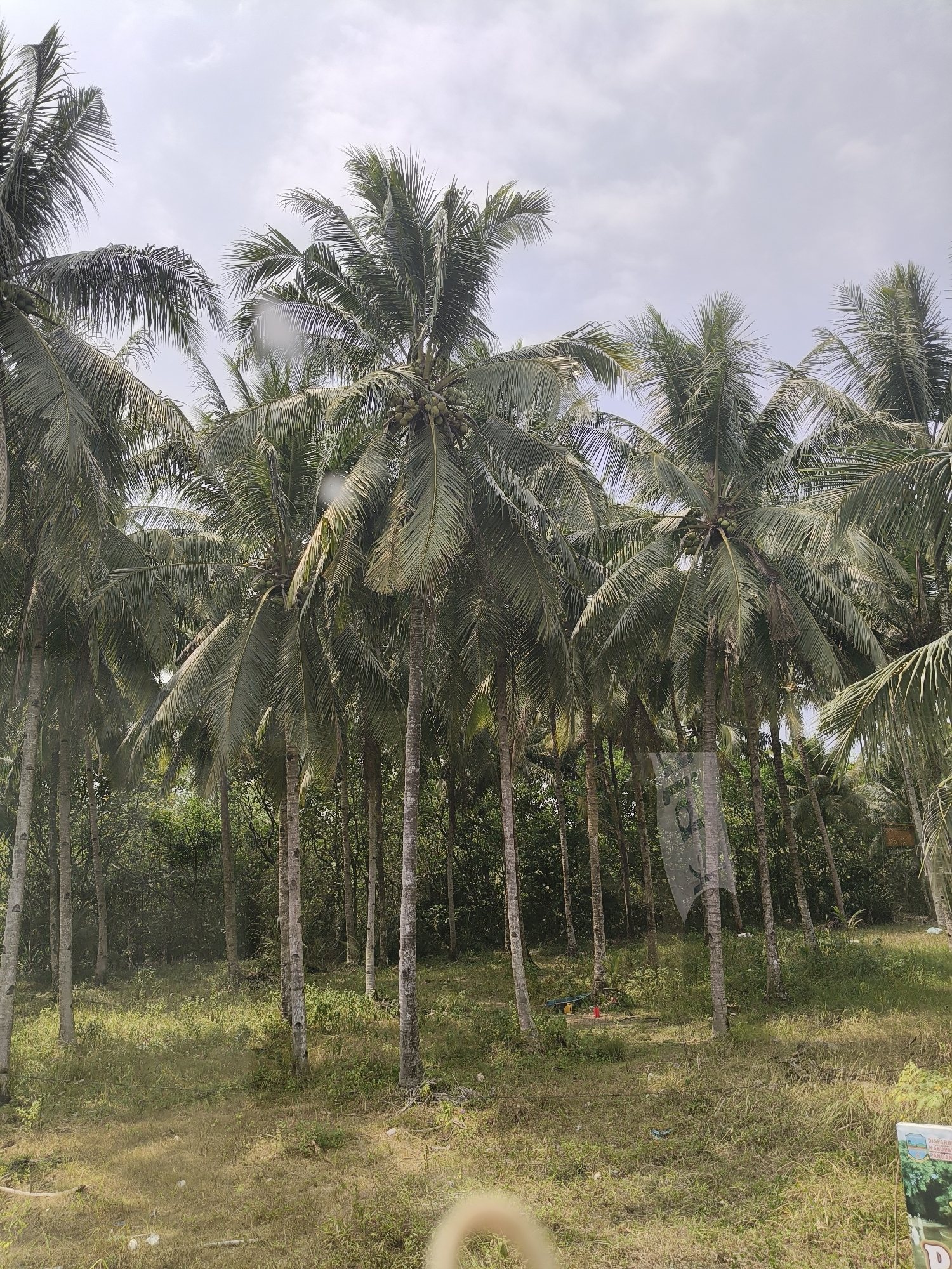 A medium shot captures a grove of tall, slender coconut palm trees with green fronds against a hazy, overcast sky. The ground beneath the trees is covered in dry, yellowed grass and patches of green vegetation. In the background, a dense wall of dark green trees forms a backdrop. Several coconut clusters are visible on the trees. A clear plastic sheet or tarp, possibly used for collecting something or as a temporary shelter, is draped over a tree trunk in the mid-ground. To the far right, a portion of a sign with text and an image is visible. The overall impression is of a rural or tropical environment.
