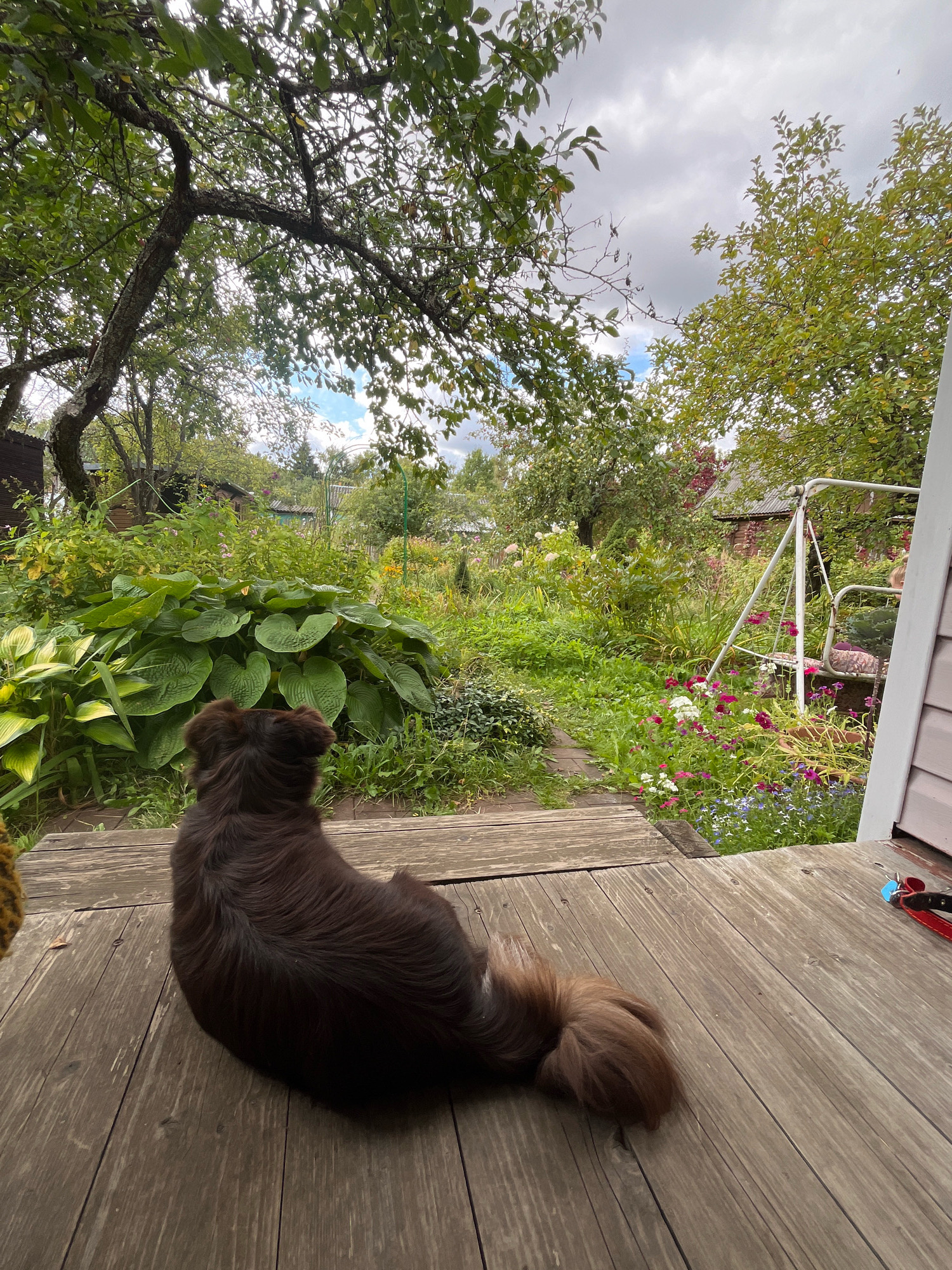 A long-haired brown dog sits on a wooden porch, facing away from the camera, looking out at a lush garden. The garden features a variety of green plants, including hostas, and colorful flowers in shades of pink, white, and blue. In the background, there is a swing set, some wooden outbuildings, and trees under a cloudy sky. The scene appears to be in a rural or suburban setting, possibly a dacha in Красная Пресня Снт, Russia, given the typical appearance of such properties.
