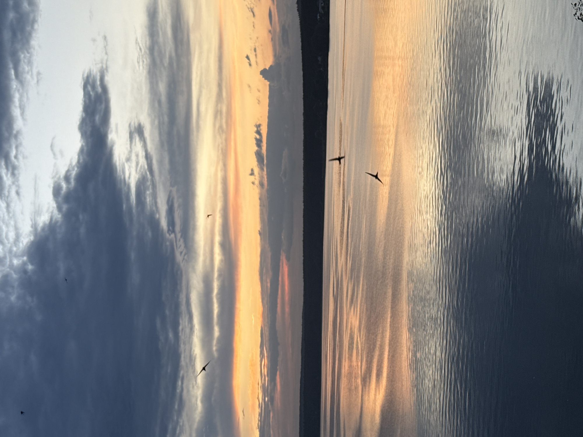 The image depicts a sunset over a body of water, likely a reservoir or lake, in Votkinsk, Russia. The sky is filled with dramatic clouds, transitioning from dark grey on the left to vibrant orange and pink hues on the right, indicating the sun is setting or rising. Several birds are captured in mid-flight against this colorful backdrop. The water's surface is calm, reflecting the colors of the sky and creating a mirror-like effect. A dark, tree-lined horizon stretches across the middle of the frame, separating the sky from the water. There are no people or man-made structures immediately visible in the foreground or on the horizon, suggesting a natural landscape.