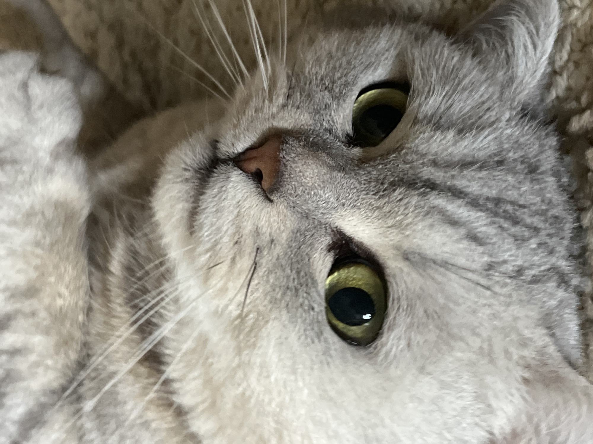 A close-up, overhead shot shows the face of a gray-furred cat. The cat's eyes are large and green with black pupils, and its nose is a small, pinkish-brown nub. Long, white whiskers extend from its muzzle. The cat's fur is short and appears soft, with a subtle tabby pattern. The background is a textured, beige surface, possibly a blanket or carpet. This image was taken in Chaikovsky, Russia.