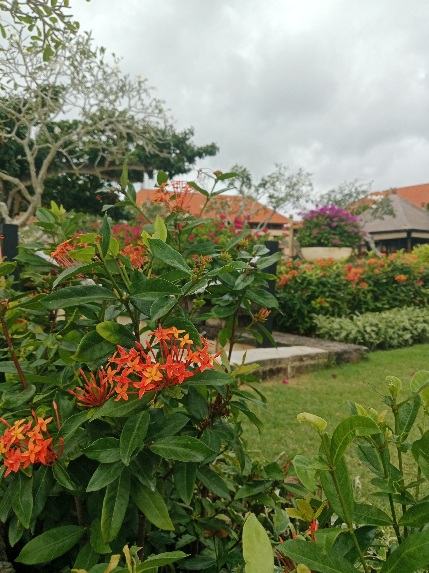 The image depicts a lush garden in Kuta Selatan, Indonesia, with a focus on vibrant orange ixora flowers in the foreground. The flowers are clustered on tall green stems, their petals a brilliant contrast against the deep green of the leaves. In the background, a pathway leads through a manicured lawn, bordered by more flowering bushes displaying pink and orange hues. Beyond the garden, traditional Balinese architecture is visible, with terracotta-tiled roofs and pavilions suggesting a resort or a well-maintained residential area. The sky is overcast, casting a soft, diffused light over the scene, creating a serene and natural atmosphere. There are no people or animals visible in the frame.