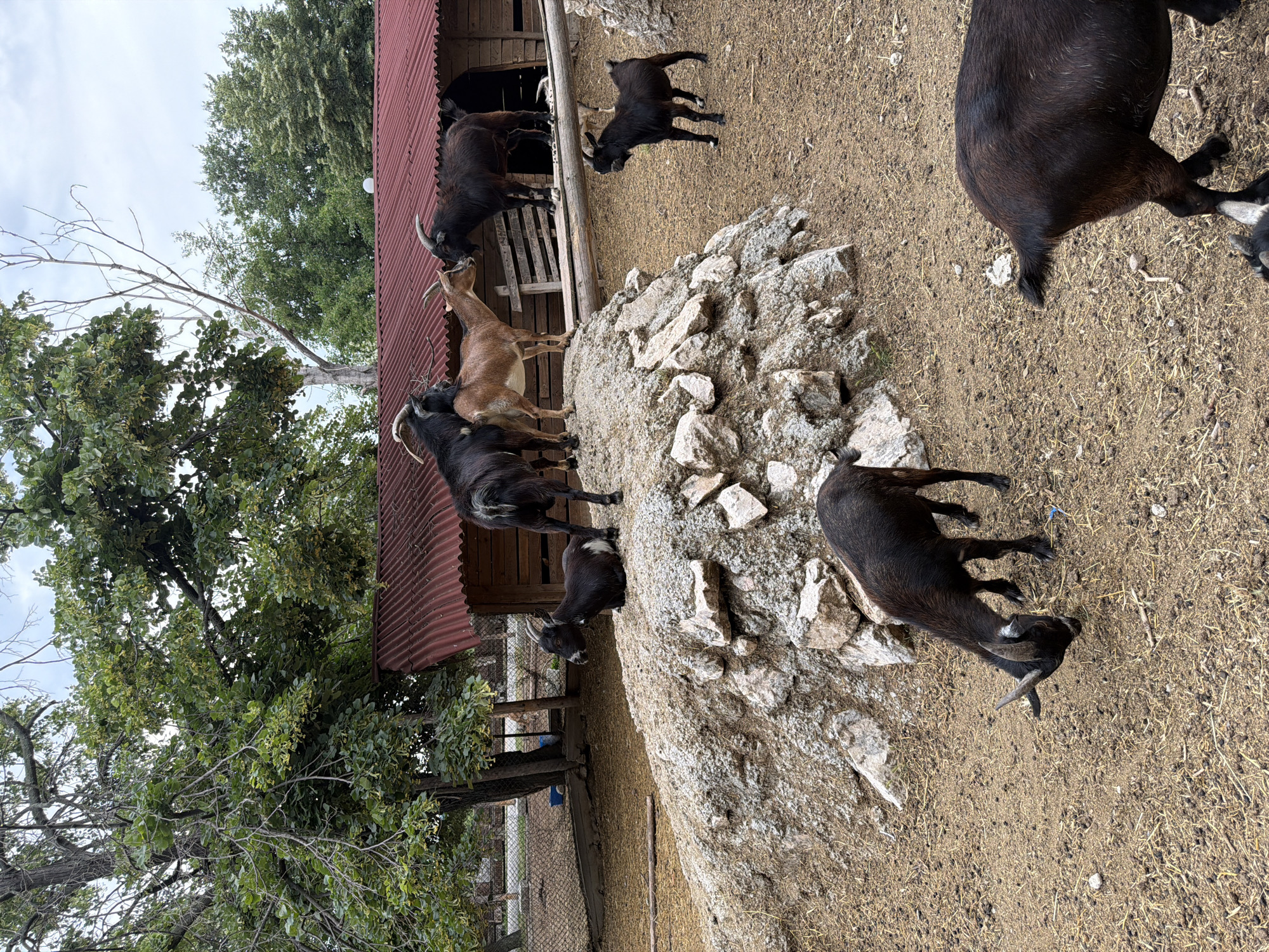 The image depicts an outdoor enclosure with several goats. A rustic wooden structure with a red, corrugated metal roof is visible in the background. Several goats are scattered across the scene. One goat is lying down on a rocky incline in the foreground. Another black goat with horns is standing and grazing on the dirt ground. A small group of goats, including a tan one and two black ones, are interacting on a raised wooden beam in front of the building. A small black goat is standing on the ground to the right. The ground is a mixture of dirt and straw. Trees with green foliage are present in the background, suggesting a rural or park-like setting. There is no visible indication of the specific location within the city of Pazardzhik, Bulgaria, in the image itself.