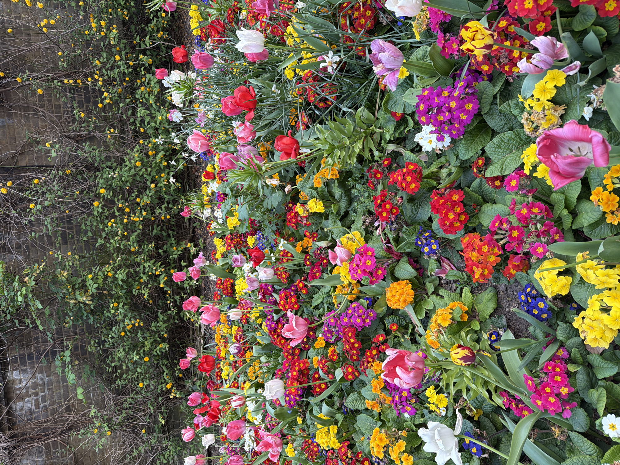 A densely planted flower bed abuts a brick wall and a shrub with small yellow flowers. The flowers in the bed include tulips in shades of red, pink, and white, as well as smaller flowers in shades of yellow, orange, red, purple, and blue. The location is likely a garden or park in London, United Kingdom, given the style of the brickwork and the plant species. No people are visible in the image.