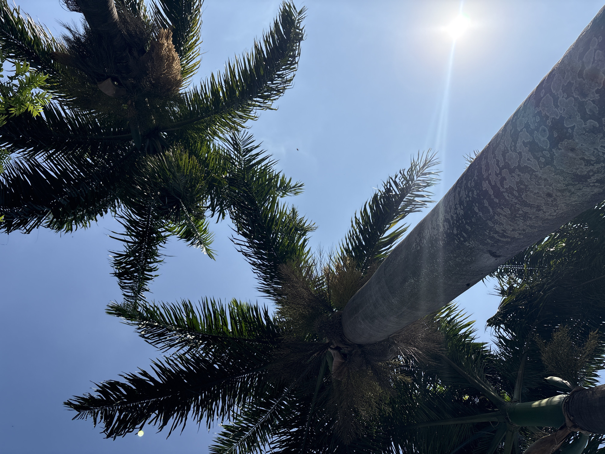 Two palm trees are captured from a low angle, looking up towards a clear blue sky. The trunk of one palm tree is prominently in the foreground, its rough, textured bark covered in light-colored lichen. Sunlight flares across the image, emanating from the right side and creating bright streaks. Fronds of both palm trees, dark green and feathery, extend into the upper portion of the frame, some silhouetted against the sky. In the distance, a small dark shape, possibly a bird or insect, is visible in the sky. The overall impression is a sunny day, likely in a tropical or subtropical urban environment. The presence of lichen on the palm tree trunk suggests an outdoor, mature urban setting.
The specific location in São Paulo, Brazil, cannot be determined from the visual information alone.