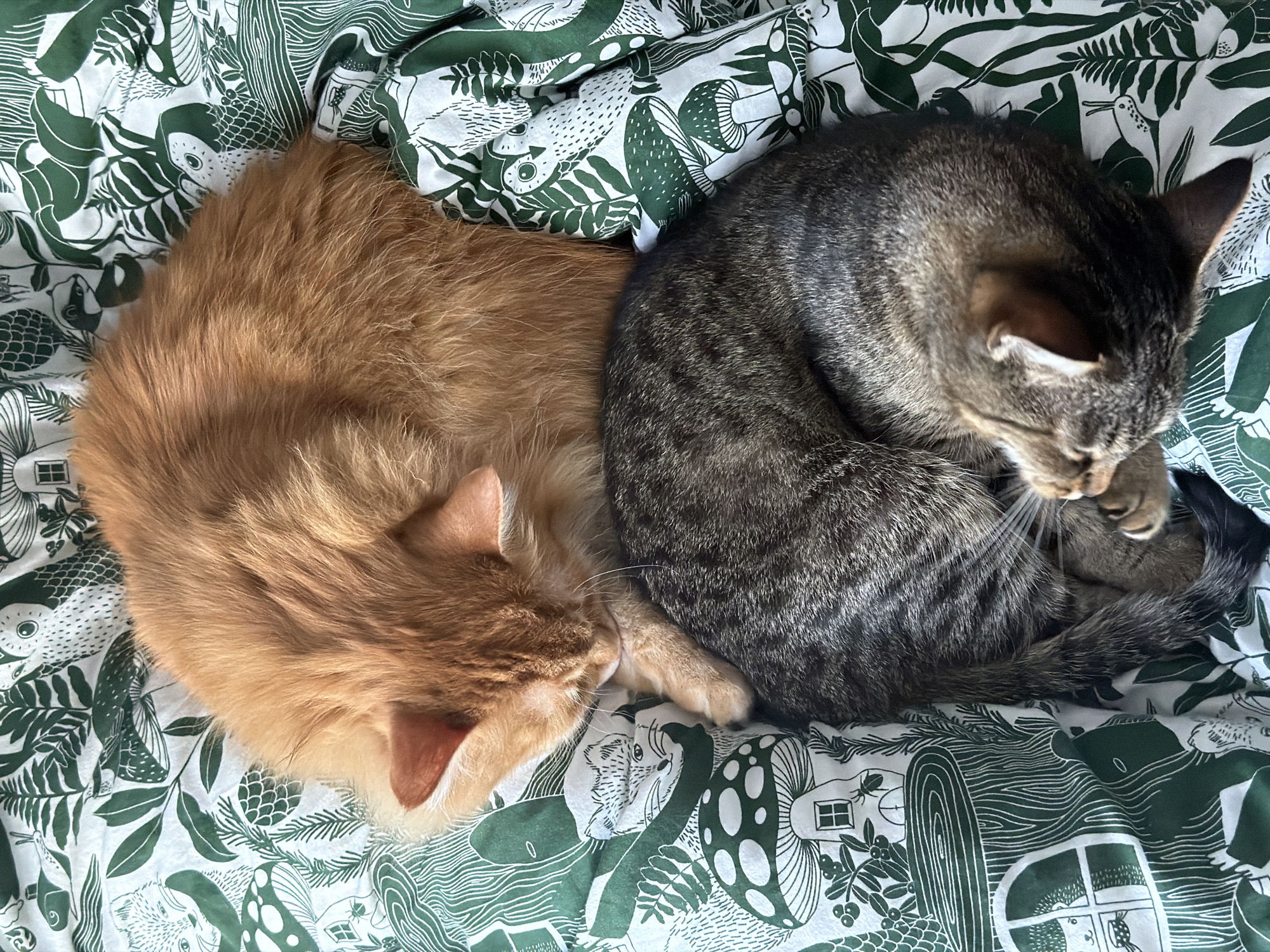Two cats, one orange and one tabby, are curled up asleep on a green and white patterned sheet. The sheet is decorated with illustrations of plants, animals and houses. The orange cat is on the left, and the tabby cat is on the right. The background suggests the location could be in Belgrade, Serbia, as it is a relatively common design in the area.