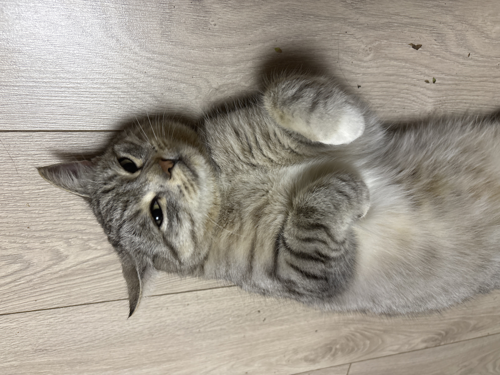 A tabby cat is lying on its back on a light-colored wooden floor. The cat's paws are curled towards its chest, and its eyes are partially closed, giving it a relaxed or sleepy appearance. The floor has visible wood grain and appears to be indoors, possibly in a residential setting within the city of Vetluzhsky, Russia. There are a few small, dark specks on the floor, possibly debris.