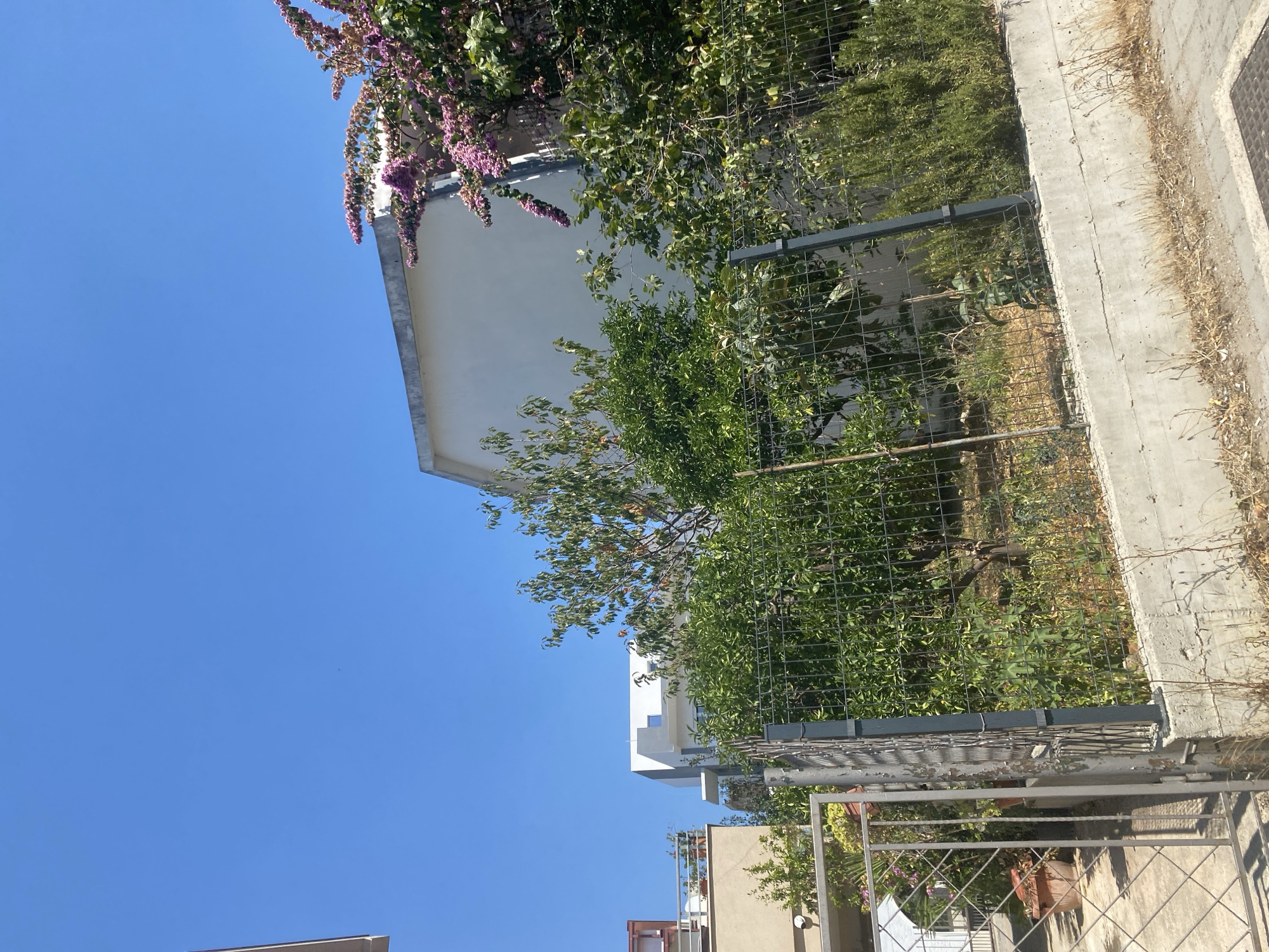 The image shows a view of residential buildings and vegetation under a clear blue sky in the city of Bar, Montenegro. In the foreground, a metal fence encloses a garden area with various trees and bushes. The garden slopes upwards and is bordered by a concrete wall. Beyond the fence, there are parts of modern residential buildings, one with a light-colored facade and another with a more angular, white design. Pink bougainvillea flowers are visible cascading down the side of one of the buildings. To the left, a metal gate leads to a pathway and what appears to be a balcony on a beige building with a red-tiled roof. The scene is bathed in bright sunlight, suggesting a clear day. No people are present in the image.