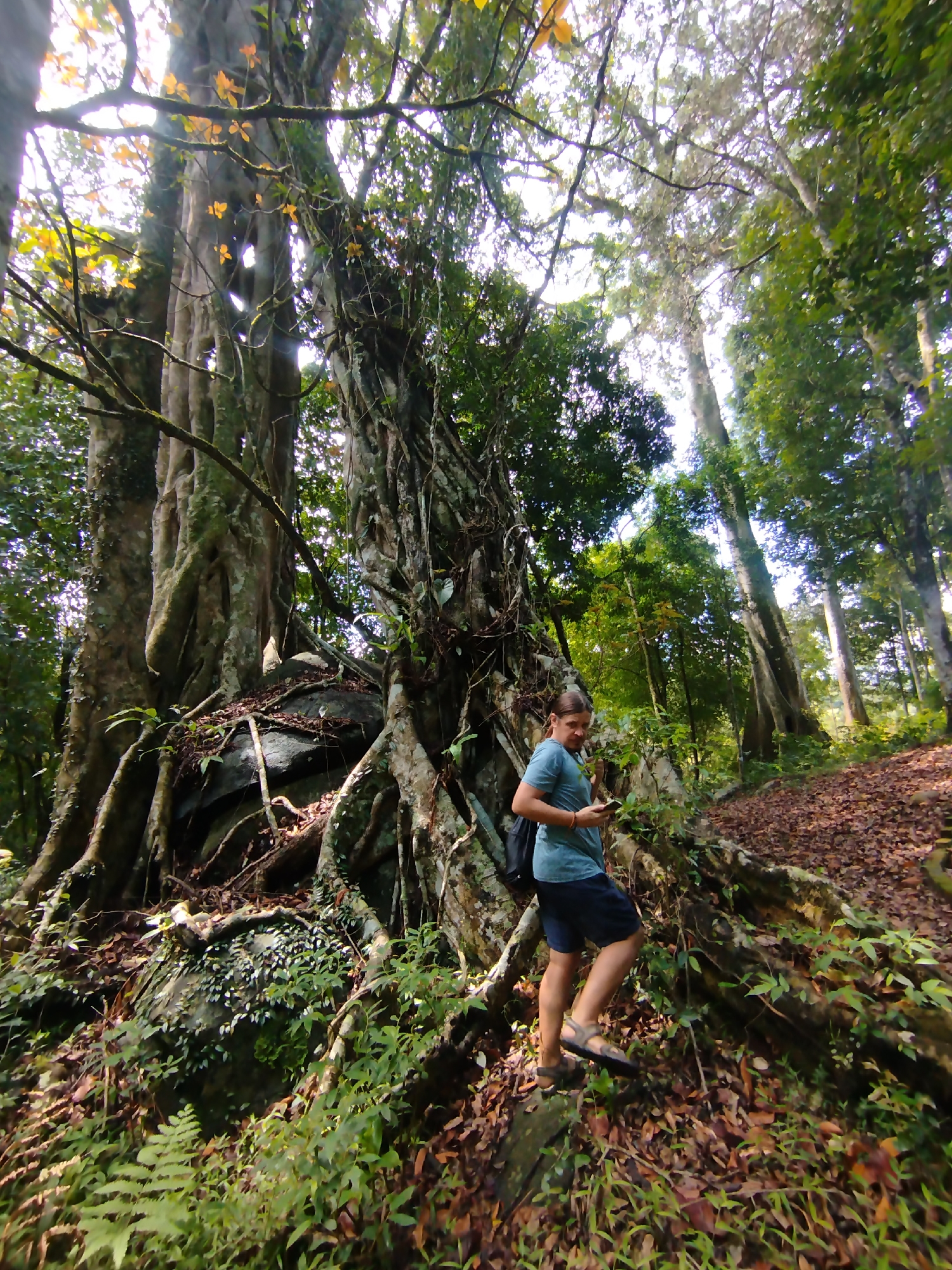 A person stands in a wooded area near Thôn 5, Vietnam. The person, wearing a teal shirt and dark shorts with sandals, is holding a phone or small electronic device. A black backpack is slung over one shoulder. The person is standing near a large tree with extensive root systems and climbing vines. The ground is covered with leaves, small plants, and ferns. Other tall trees are visible in the background, suggesting a forest environment. The lighting indicates daylight.