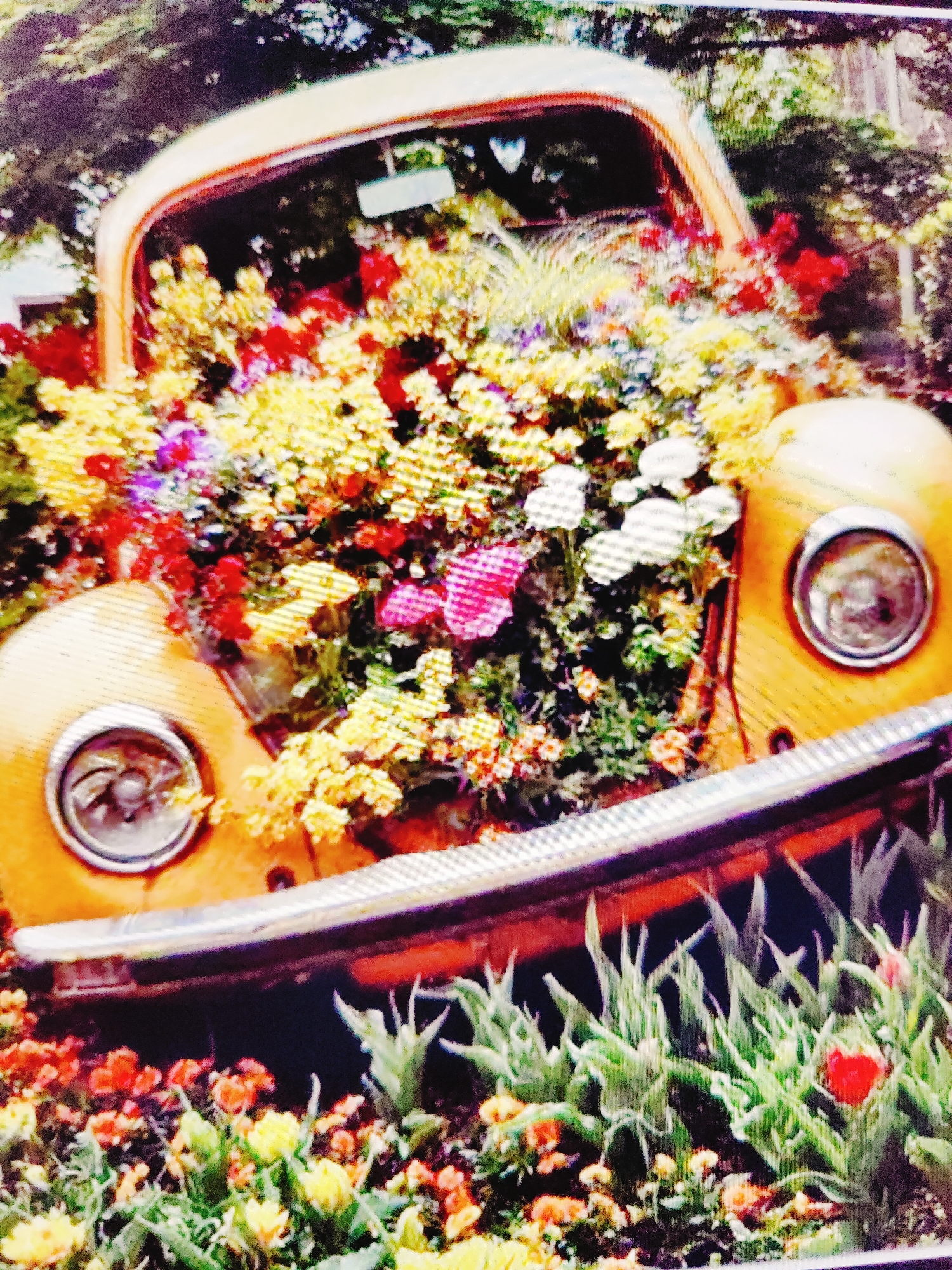 The image shows a vintage yellow Volkswagen Beetle car that has been transformed into a planter. The car's interior and engine compartment are filled with a vibrant display of colorful flowers and greenery. Red, yellow, and purple flowers are prominent, with some white flowers also visible. A pink butterfly decoration is placed among the flowers. The car's headlights and chrome bumper are clearly visible. The foreground and background are filled with more flowers and foliage, suggesting an outdoor setting, possibly a garden or park. The image has a slightly overexposed and grainy quality, hinting at it being an older photograph or taken with a low-resolution camera. The specific location in Baku City, Azerbaijan cannot be determined from the visual information provided in the image.