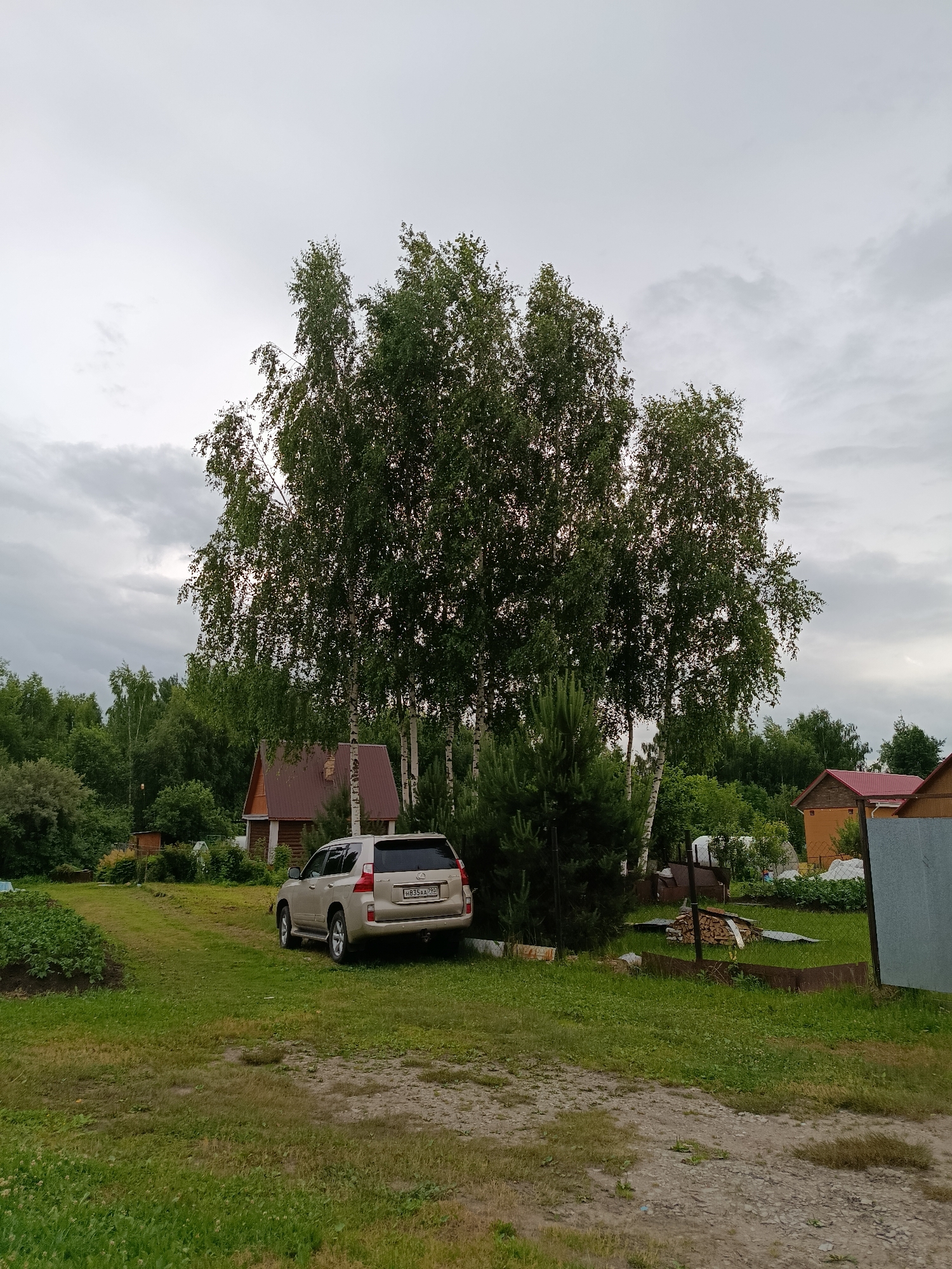 The image depicts a natural outdoor scene in the city of Veriya, Russia, under an overcast sky. In the foreground, a dirt path leads into a grassy area. A light-colored SUV is parked on the grass to the right of a small, wooden house with a brown metal roof. Behind the house, a cluster of tall birch trees dominates the mid-ground. The background is filled with dense green foliage from a forest. A garden bed with green plants is visible to the left of the house. The overall environment suggests a rural or suburban setting.