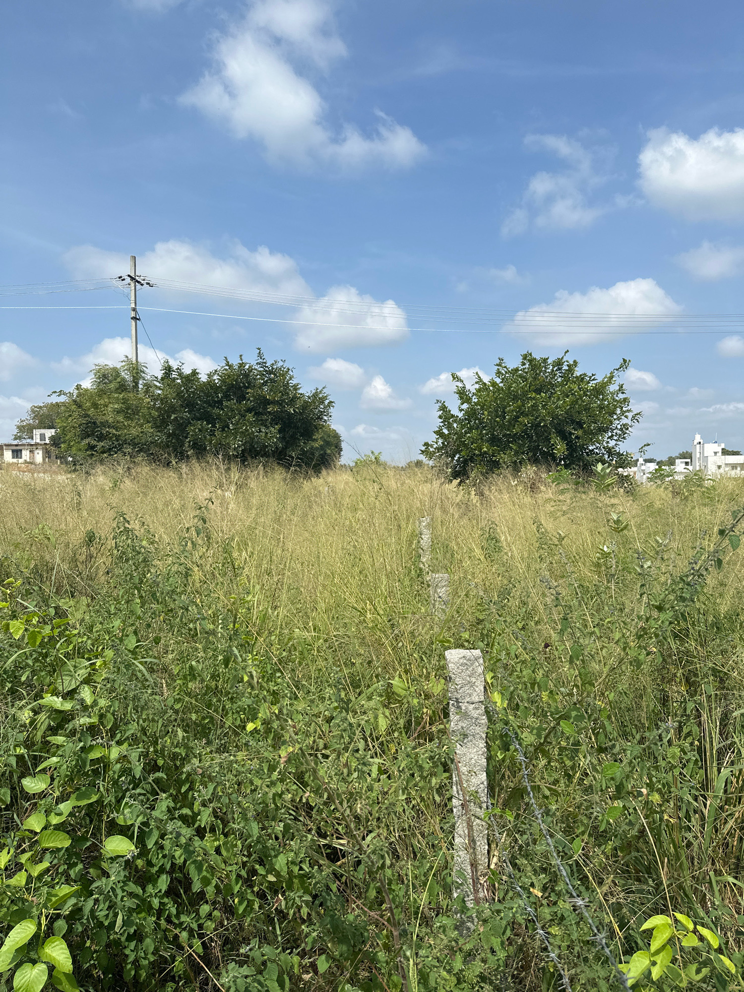This image depicts an outdoor scene with a clear blue sky dotted with white clouds. In the foreground, there is a dense field of dry, yellowed grass interspersed with green bushes and plants. Two rough, concrete posts stand vertically in the grass, with barbed wire running between them and around the right post. In the mid-ground, the tall grass continues, leading to a line of lush green trees. Behind the trees, a white building with a dark roof is visible on the left. Further back, on the right side, several more white buildings with flat roofs can be seen. A utility pole with wires stretches across the upper part of the image. The scene appears to be a somewhat undeveloped area within a city, likely on the outskirts, given the combination of overgrown land and emerging construction. The image captures a bright, sunny day.