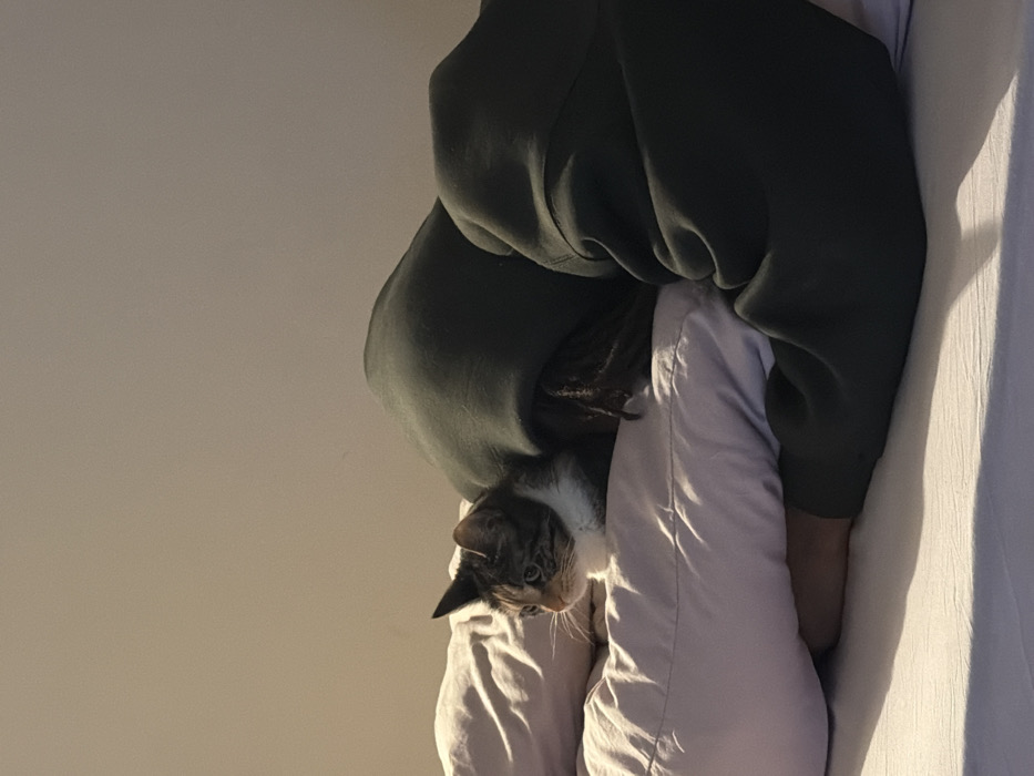 A cat peers out from inside the hood of a hooded sweatshirt. The person wearing the sweatshirt is in bed. The cat has white fur on its face, nose, and whiskers, and brown fur with stripes around its ears and eyes. The sweatshirt is dark green, and the sheets on the bed are white. The wall is on the left side of the image.