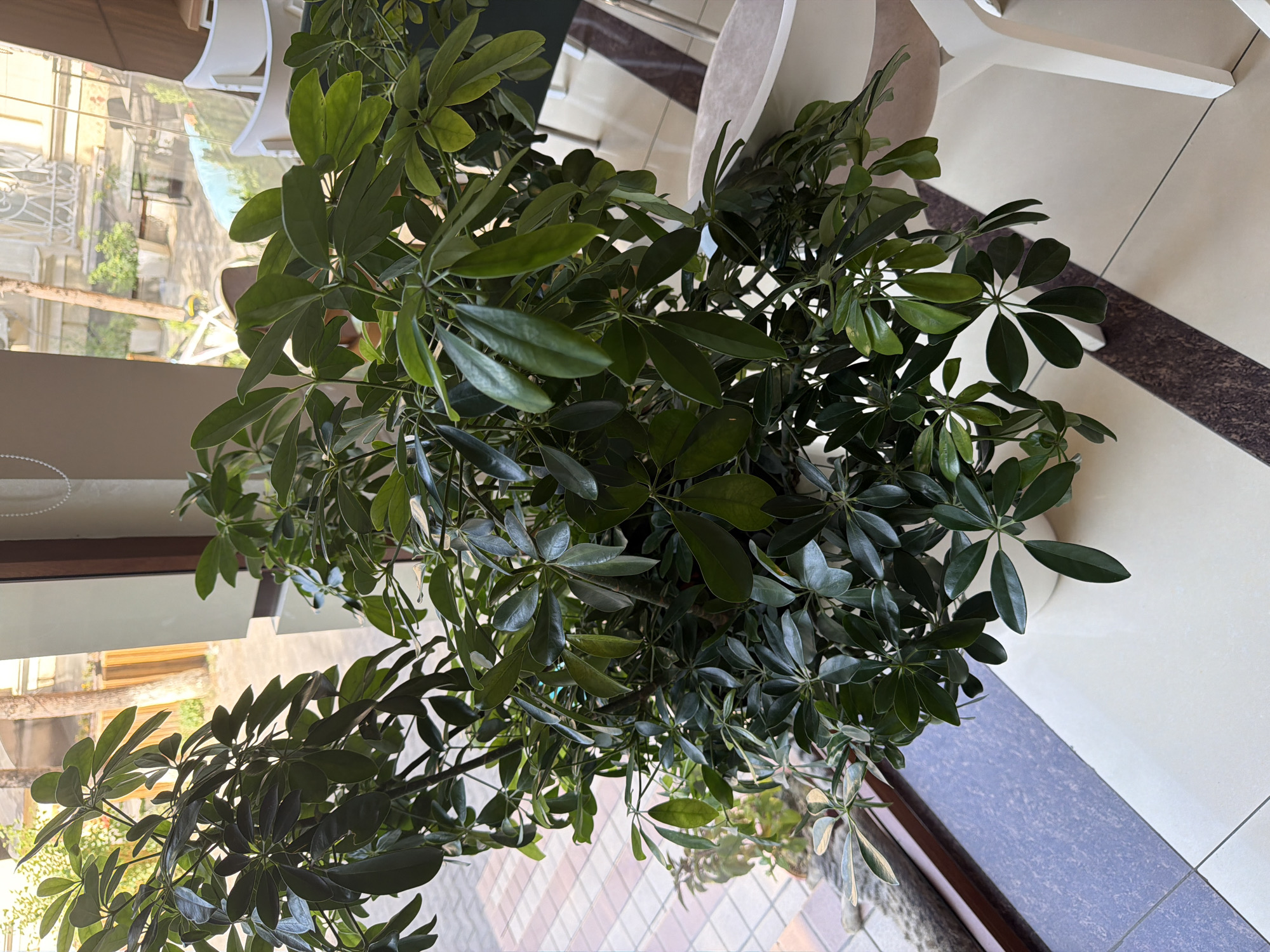 A potted Schefflera plant with glossy, deep green leaves sits on a tiled windowsill, partially obscuring a view through a large window. The window reveals a sunlit street scene in Tashkent, Uzbekistan. In the foreground, the plant's lush foliage dominates the frame, with some branches extending over the white pot. The windowsill is composed of light-colored tiles with a dark brown stripe running diagonally. Through the window, one can observe a paved sidewalk, a fence with decorative ironwork, a bicycle, and outdoor seating areas with white chairs and tables, suggesting a cafe or restaurant. The background architecture is visible, with cream-colored walls and windows. The lighting suggests it is daytime, possibly late morning or early afternoon. No people are visible within the frame.