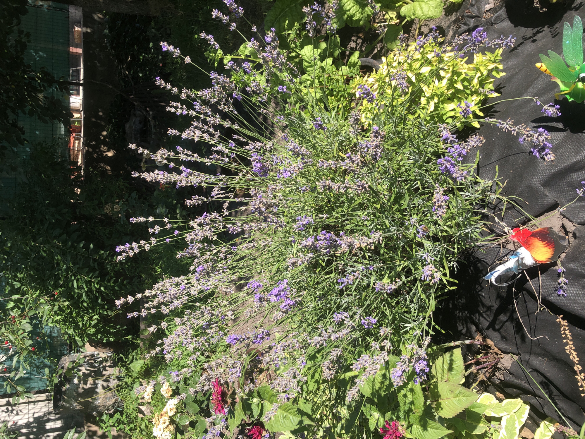 The image shows a close-up view of a flowering lavender bush in a garden. The bush is in full bloom, with numerous purple flower spikes. Surrounding the lavender are other plants with green leaves, some with touches of yellow and pink flowers. In the foreground, black landscape fabric is visible, and a decorative garden ornament of a rooster is placed on it, along with some dried lavender stems. The background consists of greenery, trees, and a fence, suggesting an outdoor setting. The lighting indicates it is daytime, with shadows cast by the plants. The overall scene depicts a vibrant garden in what appears to be a residential area.