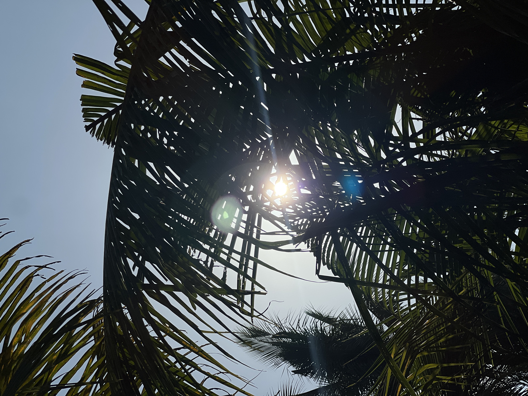 A low-angle, full-shot photograph captures a canopy of dark green palm fronds against a bright, hazy sky in Kerambitan, Indonesia. The sun is partially obscured by the fronds, creating a lens flare effect with bright white and blue light streaks. The fronds are dense and overlapping, with some appearing slightly yellowed, suggesting age or exposure. The image is dominated by the silhouette of the palm leaves, with only glimpses of the sky visible through the gaps. The composition emphasizes the natural texture and patterns created by the palm fronds and the dappled sunlight filtering through them.
