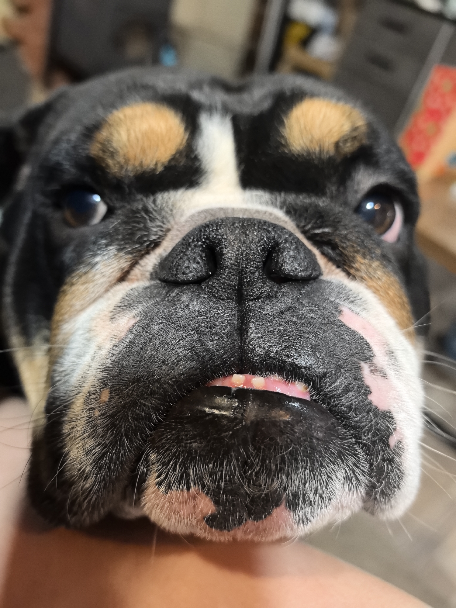 A close-up, head-on shot of a tri-color English Bulldog. The dog's face fills the frame, with the large, black nose, wrinkled muzzle, and small protruding tongue prominently displayed. The fur around the face is a mix of black, tan, and white markings. The dog's eyes are visible, with a slight reflection indicating indoor lighting. Below the dog's face is a glimpse of human skin, suggesting the dog is being held or has its face close to someone. The background is blurred, revealing general indoor features with light and dark tones.
There is no indication or evidence that the location is Noviy, Russia.