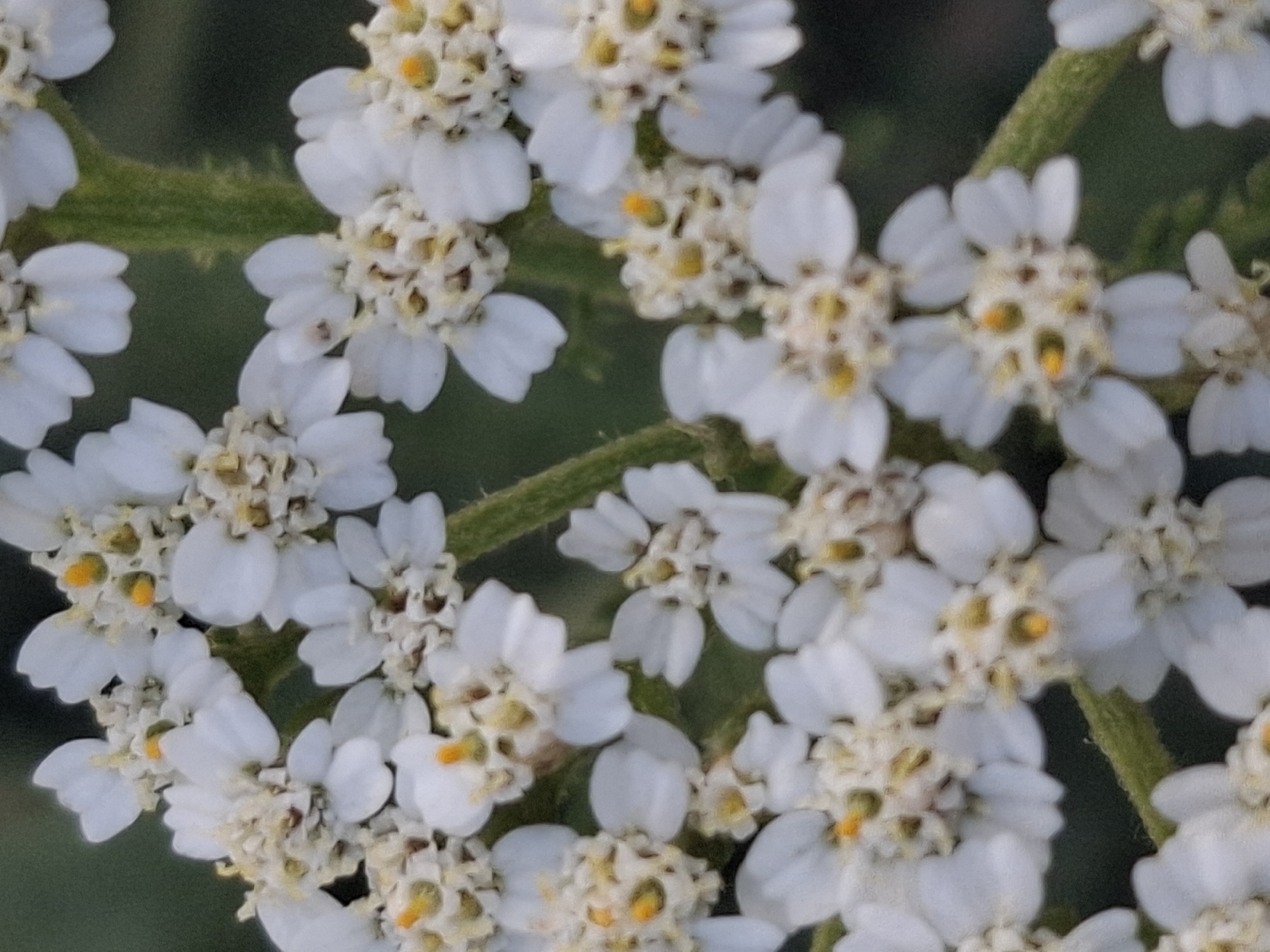 A close-up, slightly blurry, upward-angled shot shows a cluster of small white flowers with yellow centers. The flowers have delicate, ray-like petals. They are attached to a fuzzy green stem, which is visible in the center of the frame and extends upwards. The background is a dark, out-of-focus green, suggesting foliage. The scene appears to be outdoors, possibly in a garden or natural area. There is no indication of the city of Almaty, Kazakhstan, within the visual information presented in the image.