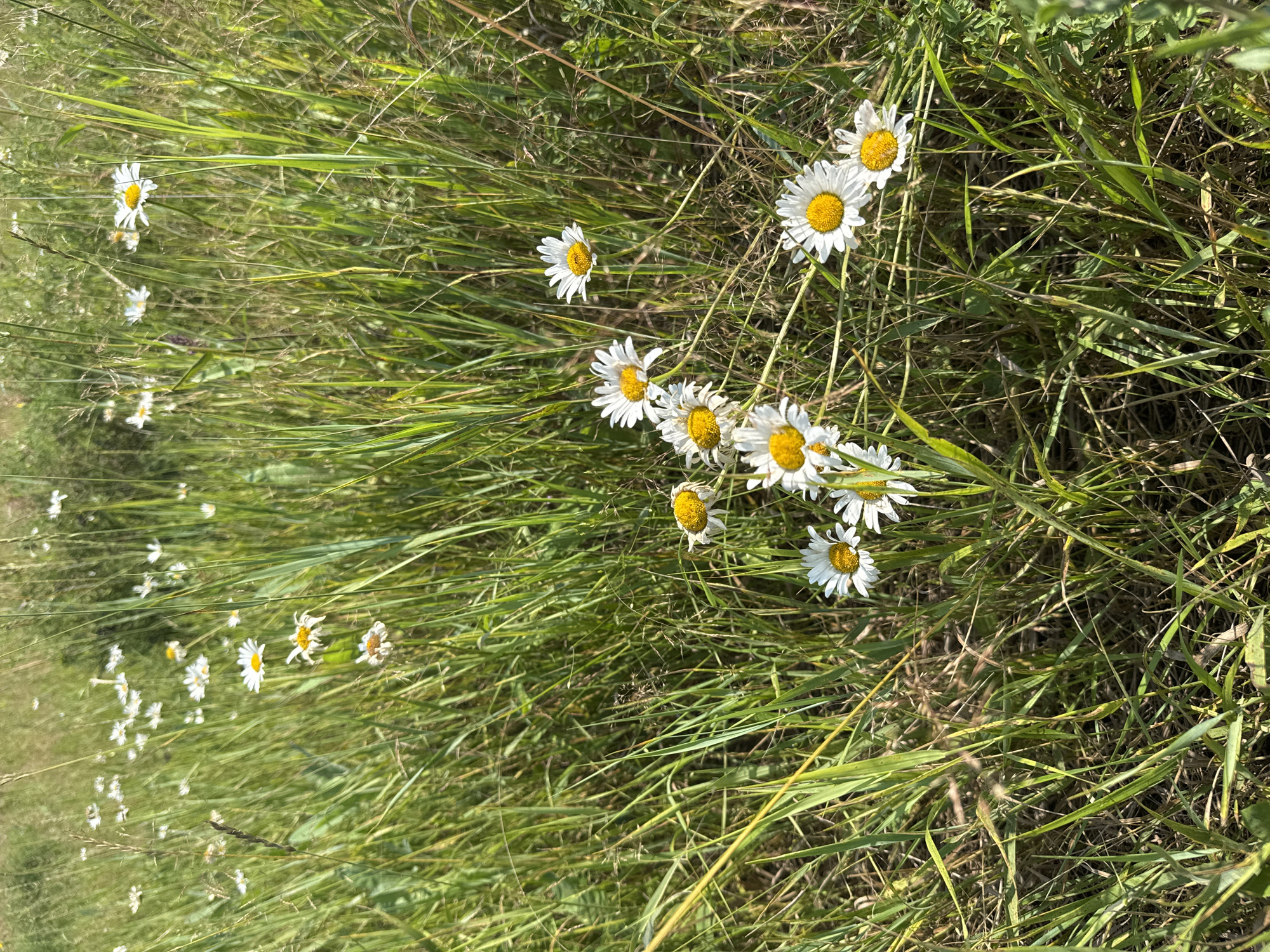 The image depicts a sunlit meadow filled with white daisies and tall green grass. The daisies have yellow centers and white petals, with some appearing more bloomed and others slightly wilted. The grass is dense and varied in height, with some stalks casting shadows. The overall scene is natural and appears to be outdoors in a rural or park-like setting. There is no indication of human presence or activity. The provided crops focus on different clusters of daisies and blades of grass, highlighting the texture and detail of the foliage and flowers. There is no information to suggest the location is in Izhevsk, Russia.