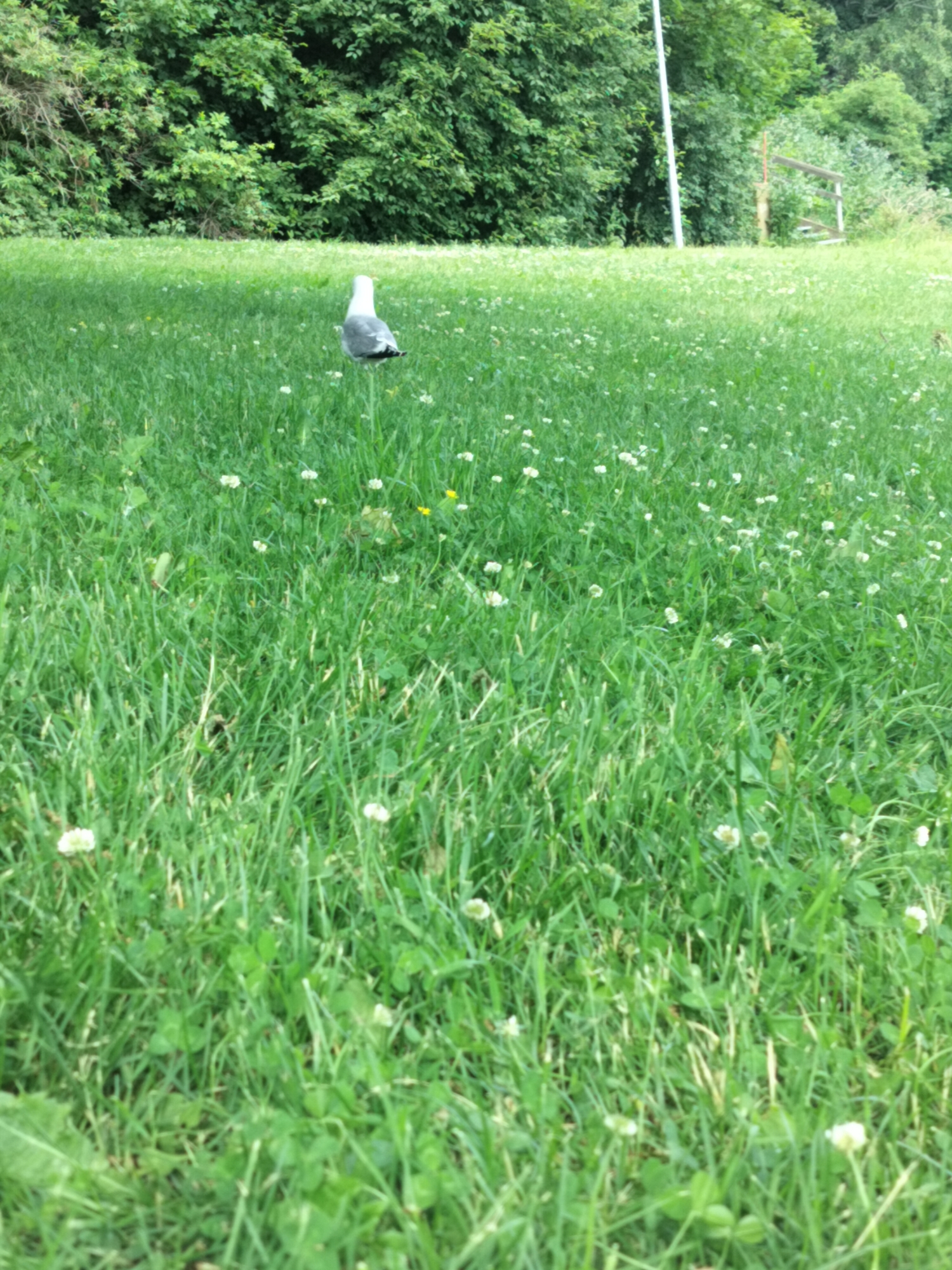 A single seagull stands in a grassy field with small white flowers. The seagull is facing away from the camera and towards a dense line of trees in the background. The field is a vibrant green, with some clover visible. There are no people or other animals in the image. The lighting suggests it is daytime, and the environment appears to be a park or other natural area.