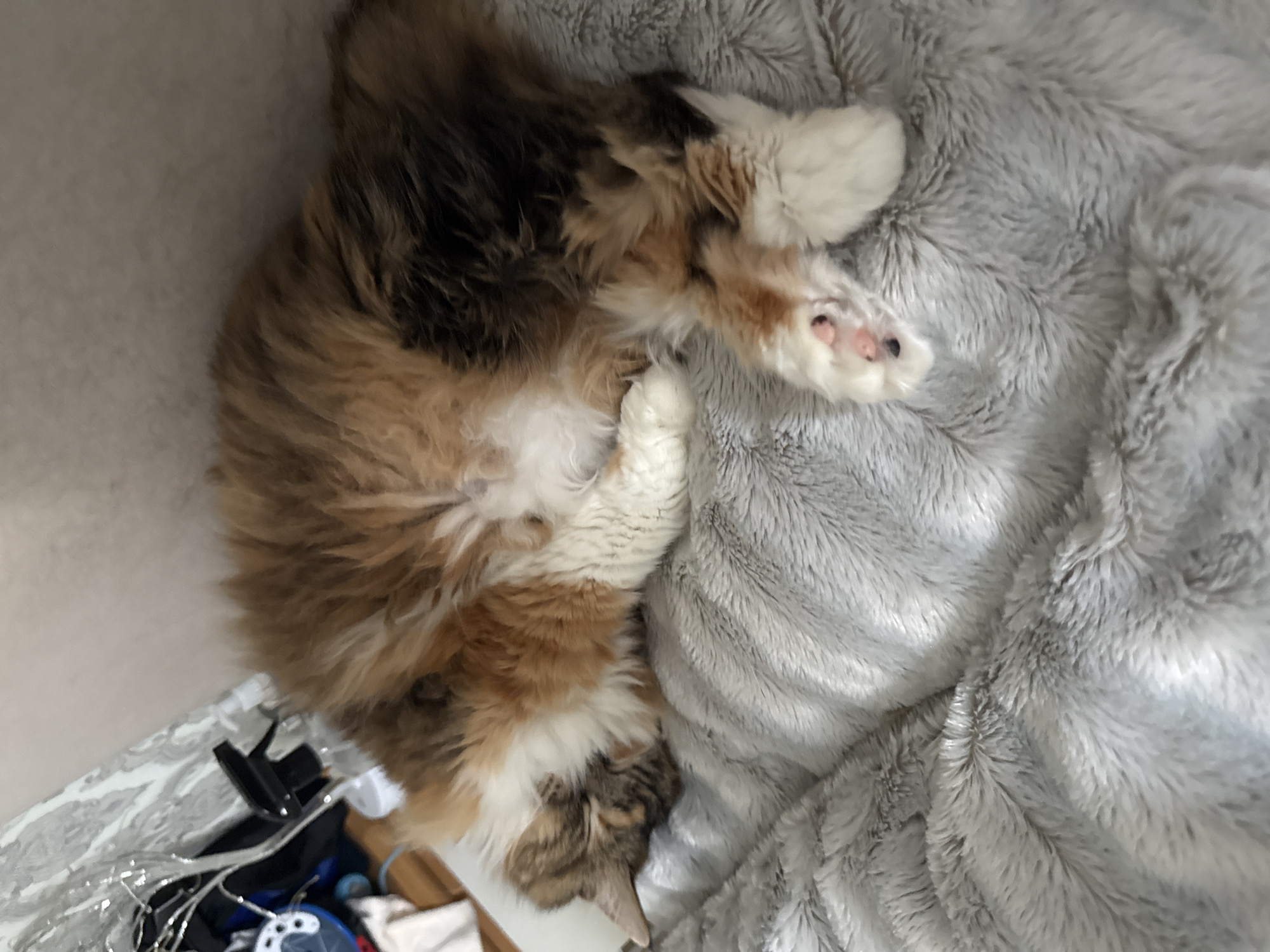 The image displays a long-haired domestic cat in a state of repose, positioned on a grey, plush faux fur blanket. The cat exhibits a calico or tortie coat pattern, characterized by patches of brown, orange, white, and dark brown-black fur. It is curled on its left side, with its head resting on the blanket surface and its paws tucked, revealing the pink pads of one front paw.
In the upper left background, various household objects are visible: a dark, indistinct bag or garment, a black spray bottle, and a cluster of white string lights or tinsel, which are illuminated and positioned against a patterned light-colored wall covering. A fragment of a blue, circular plastic object is partially visible beneath these items. The upper right portion of the background consists of a plain, light-colored wall. The environment is consistent with an indoor domestic setting.
No identifiable geographical markers, specific architectural features, or culturally unique items are present within the visual data of the image that would permit the determination of a precise location. Therefore, the image contains no information to indicate its placement within the city of Yekaterinburg, Russia, or any other specific geographical region.