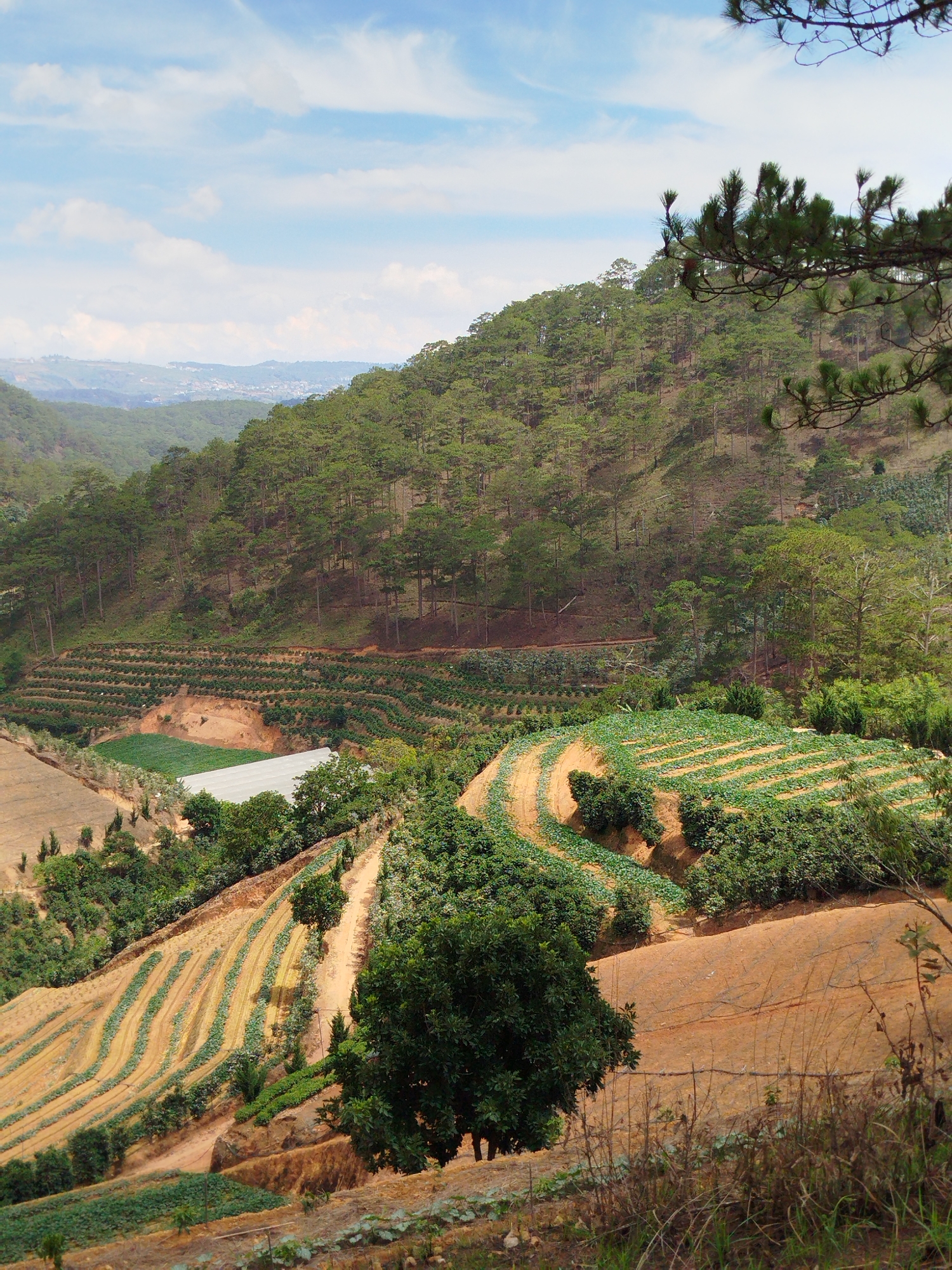 The image depicts a hillside landscape in Tuý Sơn, Vietnam, characterized by terraced agriculture. The terrain is hilly, with a dense pine forest covering the upper slopes and more open, cultivated fields on the lower slopes. The terraced fields feature rows of crops, likely vegetables or other agricultural products. A white-roofed structure, possibly a greenhouse, is visible amidst the fields. The soil appears reddish-brown, consistent with the region's lateritic soil. In the background, distant hills and a hazy sky with scattered clouds are visible. A pine branch is on the upper right corner. The overall scene showcases the agricultural practices in a mountainous region.