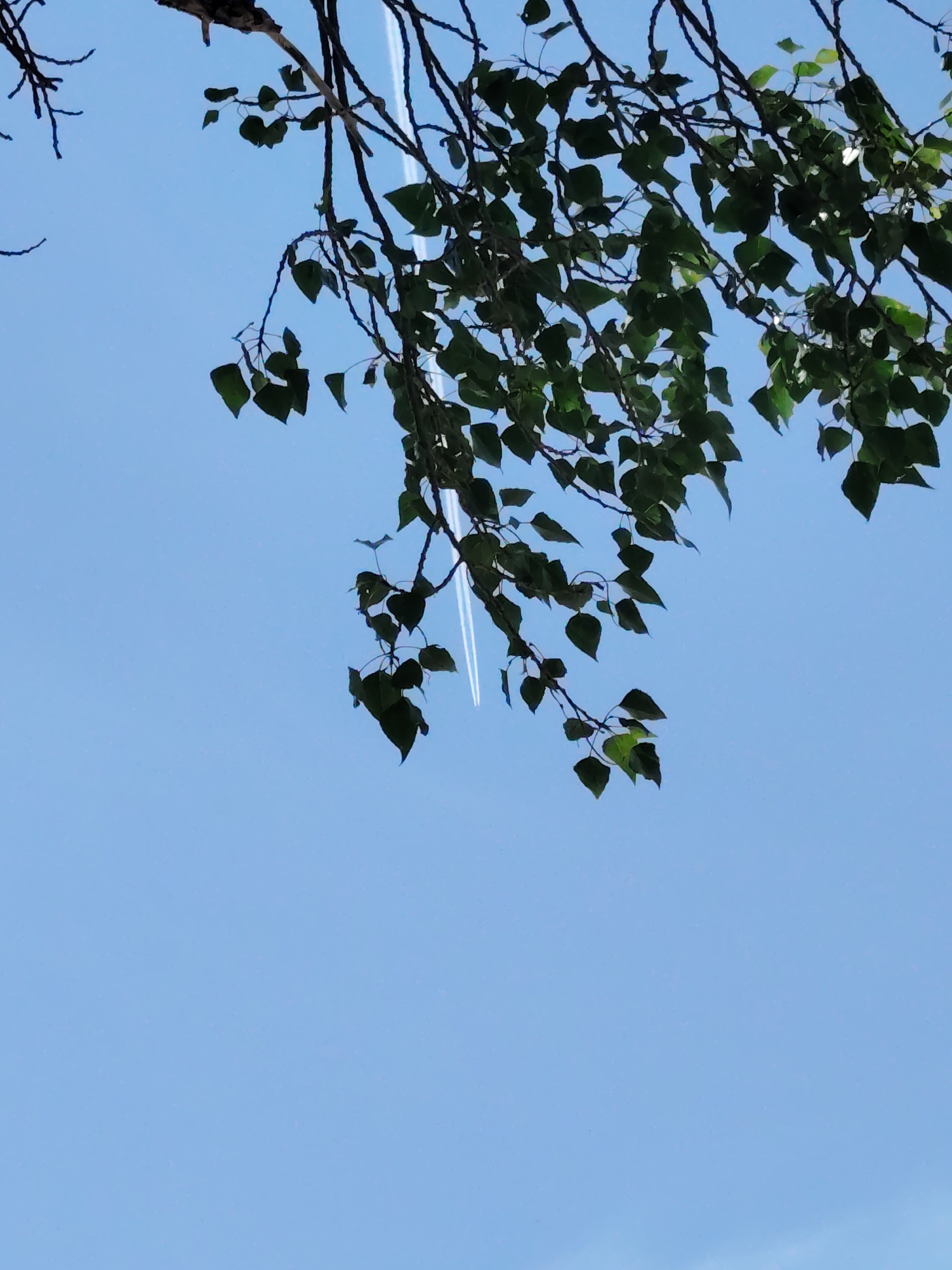 The image captures a clear blue sky with branches and green leaves of a tree in the foreground. Two faint white contrails from an airplane are visible in the sky. The image does not provide any information about the city of Jrvej, Armenia, nor does it contain any people or specific objects that would indicate a particular location within a city.
