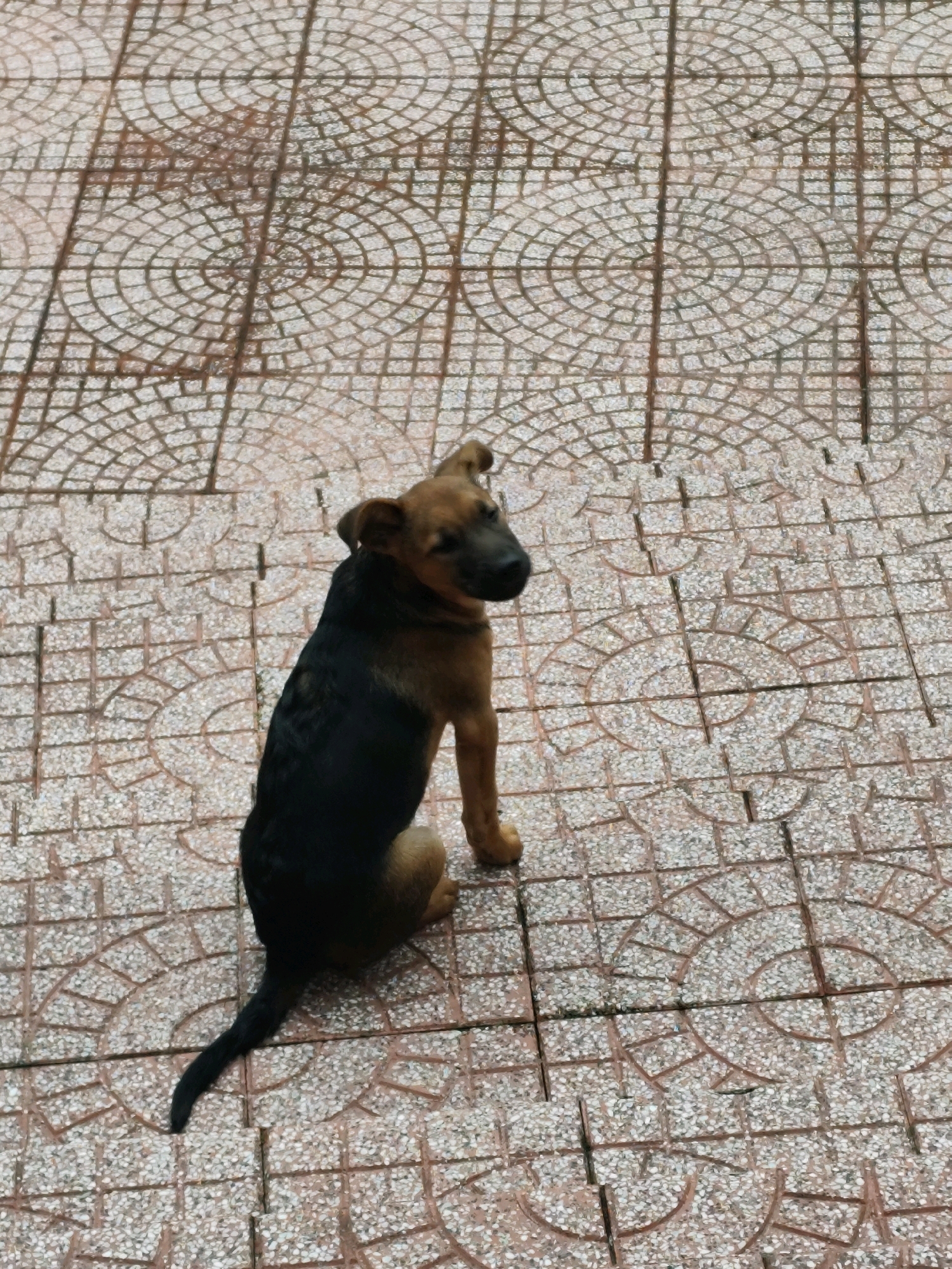 A tan and black dog is sitting on patterned pavement in Da Lat, Vietnam. The dog is facing away from the camera, looking to its left. Its tail is straight and extends away from its body. The pavement is made of interlocking tiles with a circular pattern. The area appears to be outdoors.