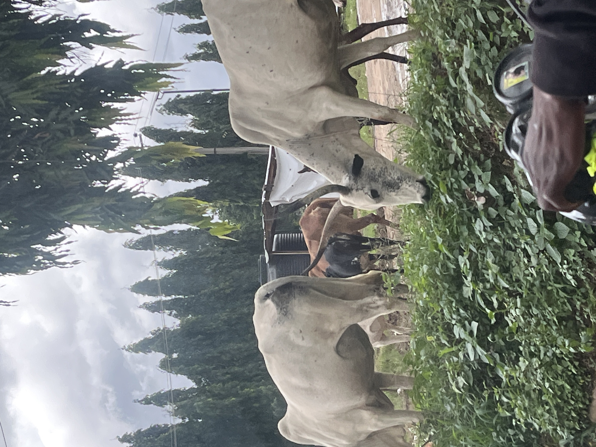 This image captures a scene in Abuja, Nigeria, likely on a cloudy day. In the foreground, lush green foliage is prominent. Behind the vegetation, several cattle are grazing. One large, light-colored cow is seen from the rear, with a dark marking on its back. Another light-colored cow is facing right, with its head down grazing, showing speckled markings on its face and body, and curved horns. A dark-colored calf is visible between the two larger cows. Further back, a brown cow is partially obscured. In the background, a line of tall, slender trees forms a dense green barrier, with more trees and a building structure partially visible behind them. A white tarp is draped over a structure in the middle ground. The sky is overcast with gray clouds. In the extreme lower right corner, a person's hand, appearing to be of African descent, is resting on the handlebars of a motorcycle.