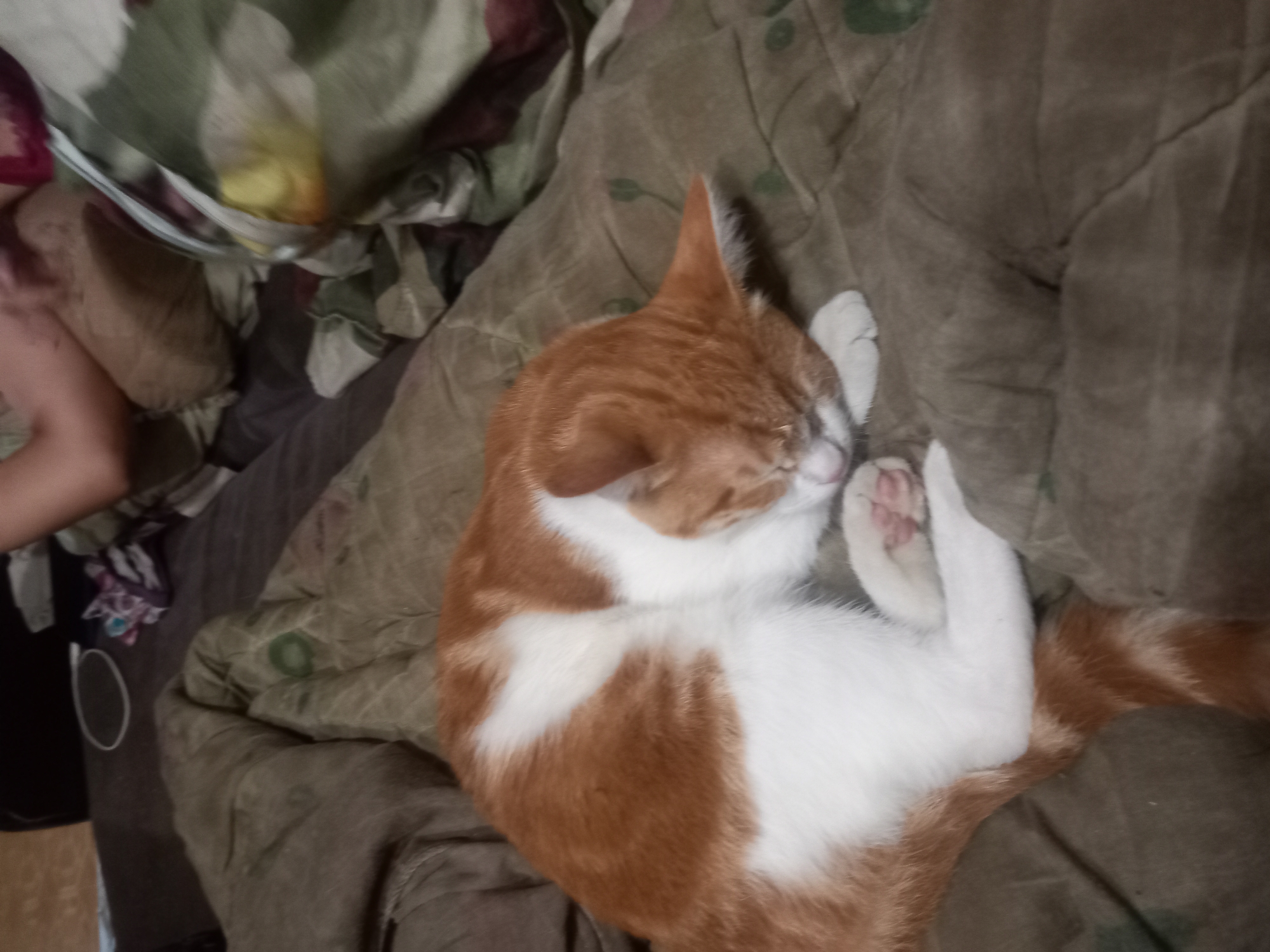 The image shows an orange and white cat curled up asleep on a textured brown blanket. The cat's face is buried in its paws, and its tail is curled around its body. The blanket has a subtle pattern of green leaf-like shapes. In the background, out of focus, a person's arm and shoulder can be seen, and a pillow is visible. There is also a small white ring-like object and a small patterned fabric on the surface behind the cat. The scene appears to be indoors, possibly in a bedroom or living area. There is no information about the location in the city of Gorodets, Russia.