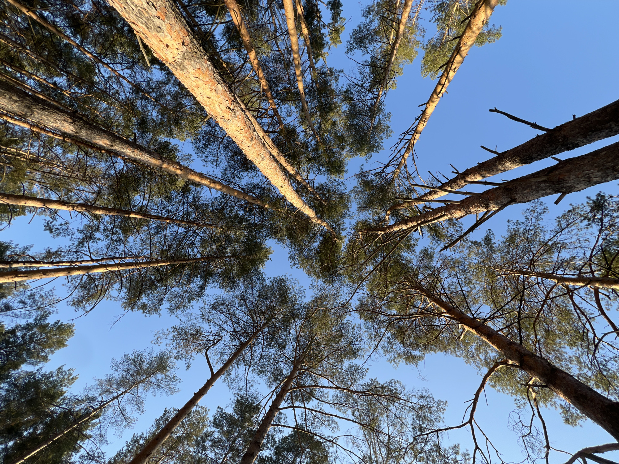 The image shows a view looking upwards through a forest canopy, with tall trees reaching towards a clear blue sky. The trunks of the trees are visible, displaying textured bark, with branches extending outwards and foliage at the top. The scene is outdoors in Chaikovsky, Russia.