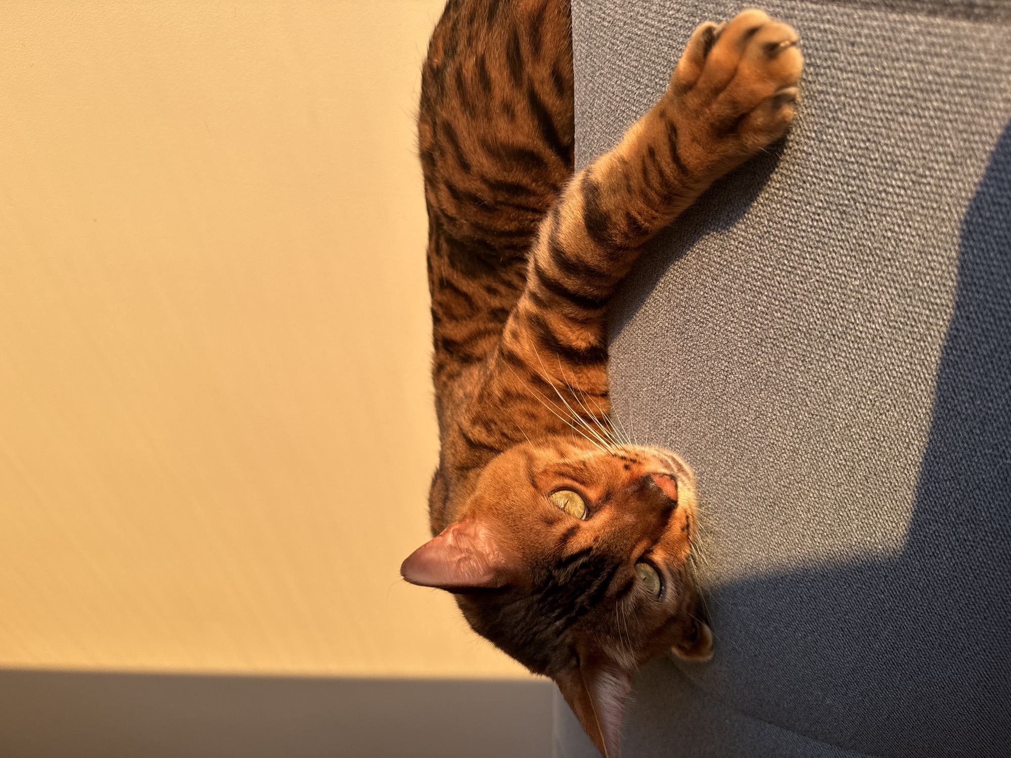 A Bengal cat with orange fur and black spots is resting on a grey couch, bathed in the warm light of the sunset. The cat's head is turned to the left, with its eyes open and looking towards the viewer. Its left paw is extended forward, resting on the couch. The background is a cream-colored wall, with a shadow cast from the left side of the frame. The scene is indoors, in an apartment in Sochi, Russia.