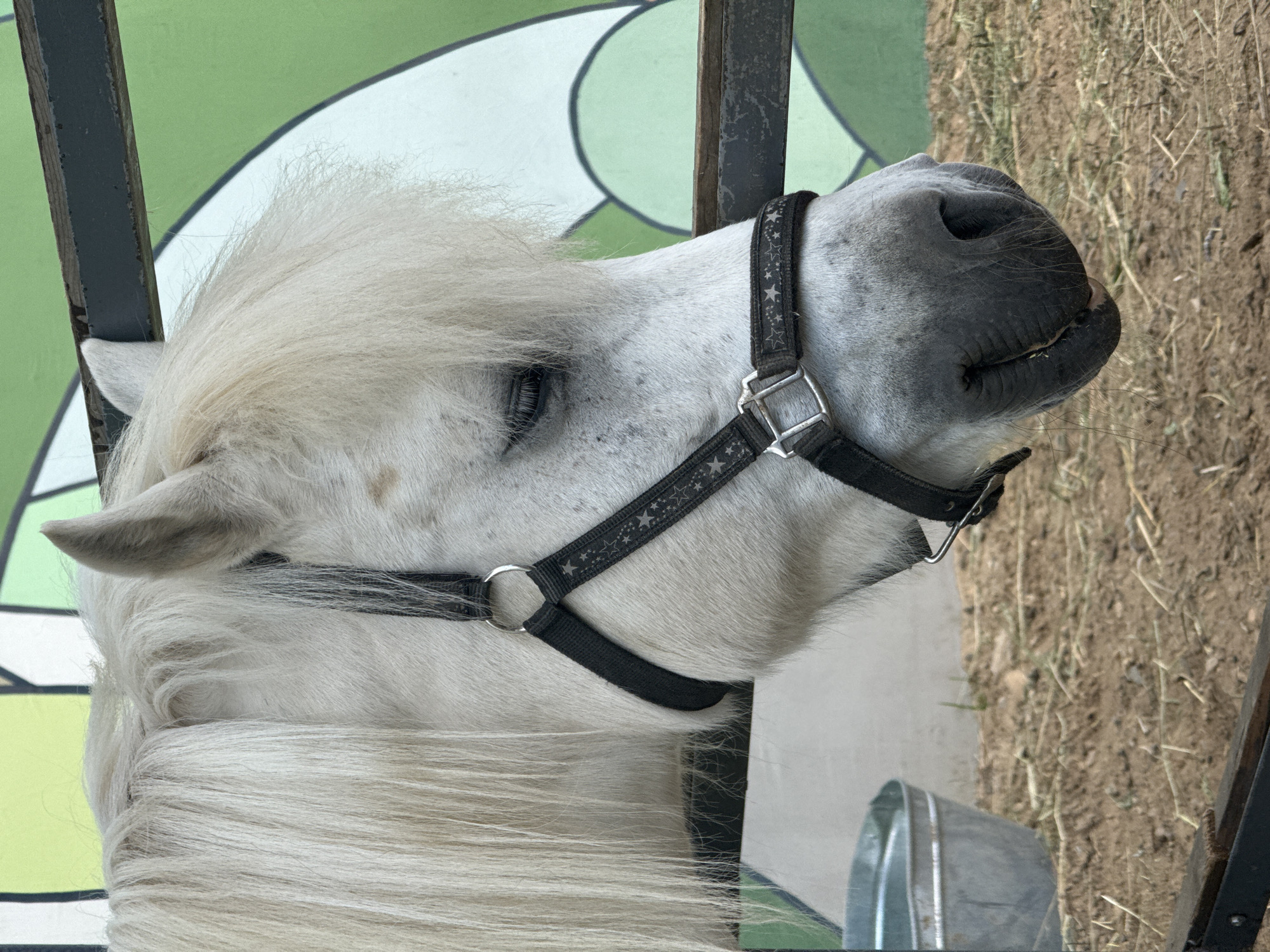 The image shows a close-up profile view of a white pony's head. The pony is wearing a black halter with a silver buckle and a pattern of small stars. Its mane is long and flowing. The pony's eye is partially closed, and its muzzle is visible. The background is a green and white wall with a curved, abstract design, possibly a mural. A dark horizontal beam runs across the upper right portion of the image. In the lower left, a portion of a galvanized metal bucket is visible, and the ground is covered with dirt and dried grass. The scene appears to be outdoors, possibly in an enclosure or stable. There is no indication of the city of Perm, Russia, within the image itself.