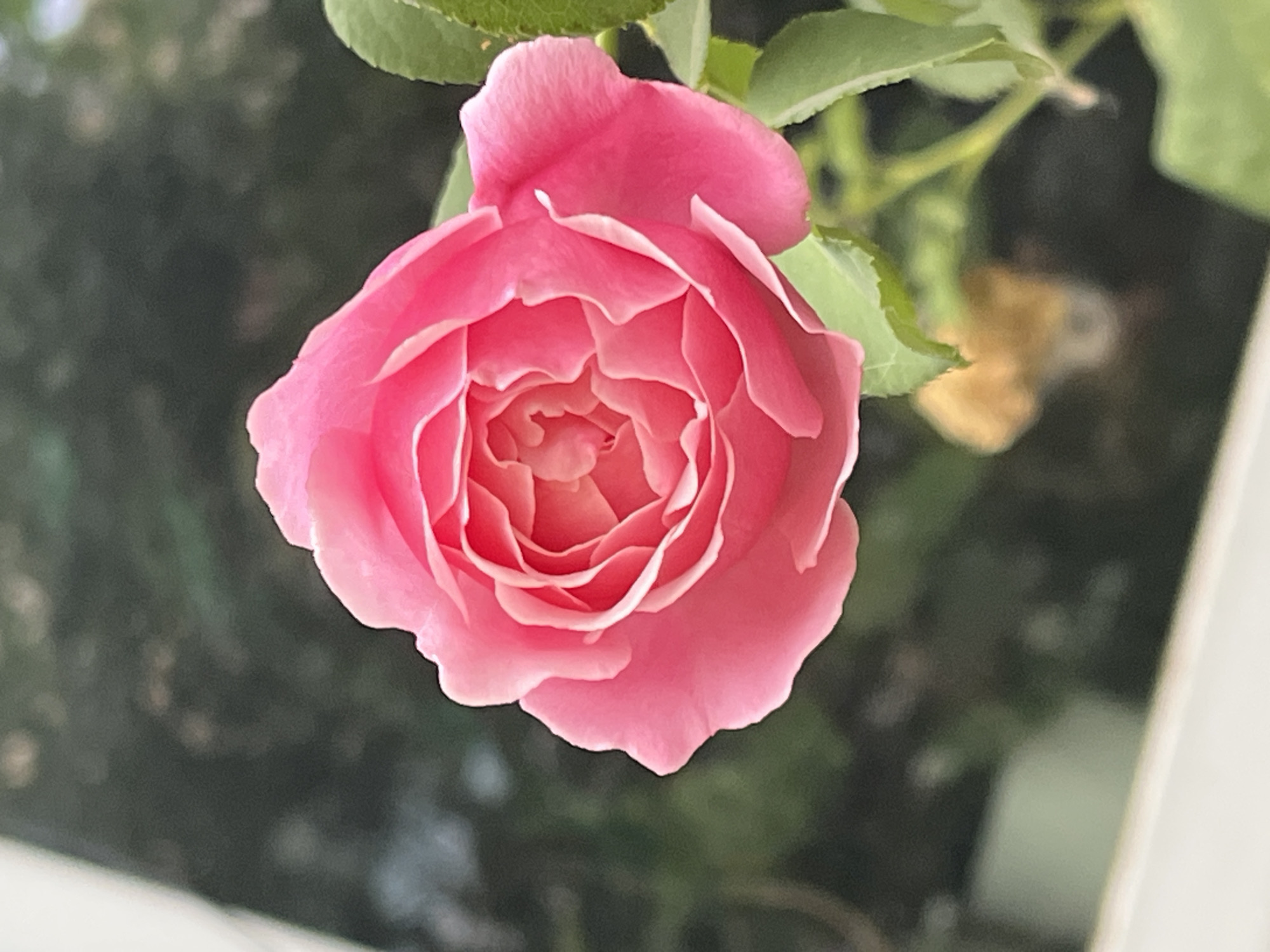 A close-up, vertical shot captures a vibrant pink rose in full bloom. The petals are tightly unfurled, revealing a complex spiral pattern at the center, with delicate white edges. The rose is positioned slightly to the left of the frame, its stem and green leaves extending towards the right. The background is softly blurred, showing dark green foliage and hints of lighter, out-of-focus shapes, suggesting an outdoor garden setting. A white ledge or railing runs along the bottom of the image. The overall impression is one of natural beauty and serene focus on the rose. The location in Krasnyye Barrikady, Russia, is not visually discernible from the image itself.