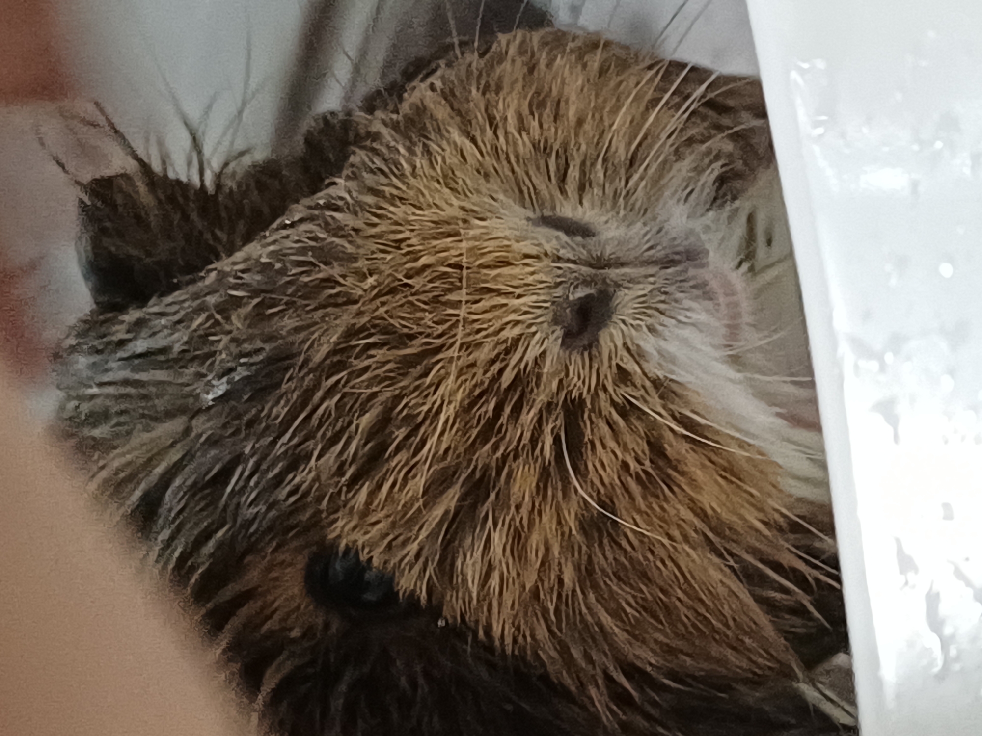 This is a close-up, slightly blurry, indoor photograph of a rodent's head, likely a nutria or a similar semi-aquatic rodent, given the context of Sochi, Russia, which has a humid, subtropical climate and access to water bodies where such animals are found. The rodent is facing towards the right side of the frame, with its head mostly obscured by its fur. Its eyes are visible as dark, round shapes. The fur is thick and coarse, with a mix of brown and tan colors, giving it a shaggy appearance. Some individual hairs are long and stand out.
A light-colored, possibly translucent object, partially obscuring the right side of the rodent's face, might be a container or part of its enclosure. The background is indistinct and appears to be a muted, neutral tone, suggesting an indoor setting like a terrarium or a room. There is no text visible in the image. The lighting is soft, and the overall impression is one of intimacy and focus on the animal's texture and features. There are no discernible cues regarding the time of day or weather. The animal's posture and closed eyes, if they are closed, could suggest it is resting or sleeping, but it is difficult to ascertain its emotional state due to the limited visibility of its facial features and the blurriness of the image. The image is framed tightly on the animal's head, emphasizing its fur and facial structure.