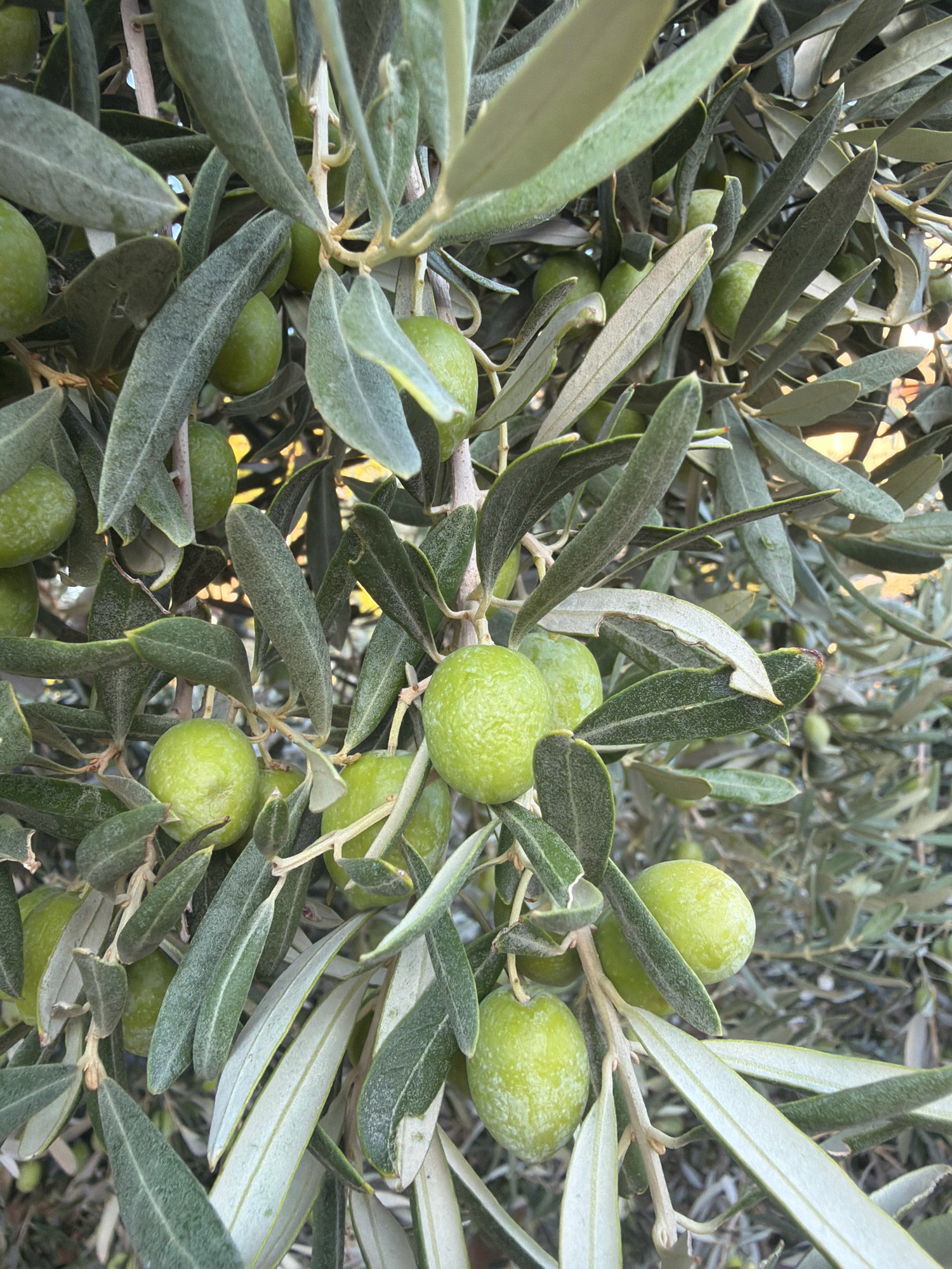 A close-up, eye-level shot captures a cluster of unripe green olives growing on a tree branch. The olives are oval-shaped and vary in size, with some appearing slightly textured. They are interspersed with numerous elongated, silvery-green olive leaves. The background is softly blurred, suggesting a natural outdoor setting, likely in a garden or grove. The lighting indicates a bright, possibly sunny day, casting a soft glow on the foliage. The image is devoid of any human presence. This scene is characteristic of many agricultural areas around Antalya, Turkey, known for its olive cultivation.