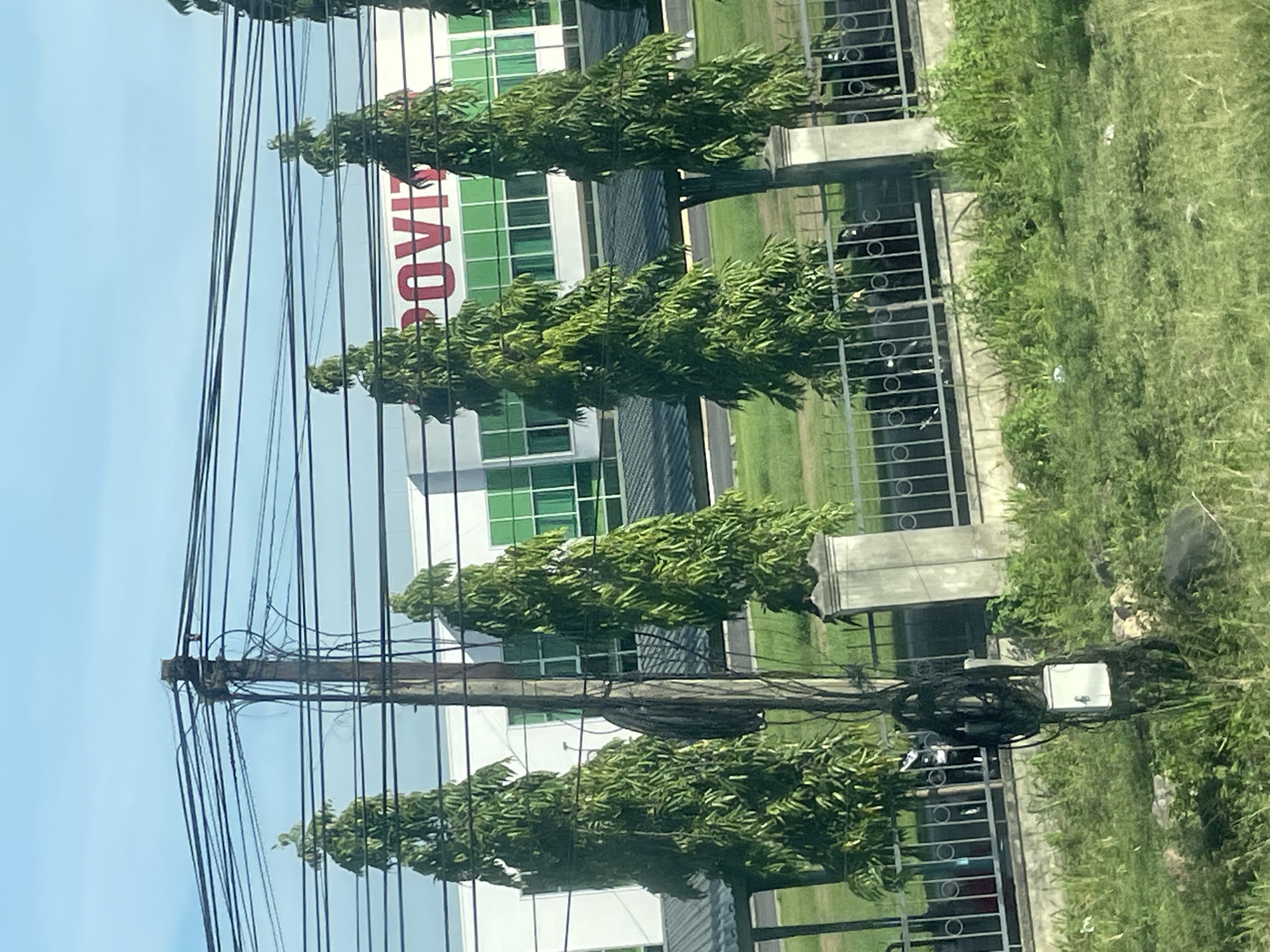 The image depicts a street scene in Tay Nha Trang Ward, Vietnam, characterized by a row of tall, slender trees lining the foreground. These trees have dense, green foliage and are shaped like exclamation marks, suggesting they might be a cultivated variety. Behind the trees, a modern building with a white facade and rows of green-tinted windows is visible. A large, red logo, partially obscured, is mounted on the building. A network of overhead power lines crisscrosses the sky, supported by a utility pole in the center of the frame. The pole is laden with wires and what appears to be an electrical box. A metal fence with circular decorative elements runs along the property line, separating the street from the area behind the trees. The ground is covered in grass and some scattered debris. The sky is a pale blue with no visible clouds. The overall impression is one of urban infrastructure juxtaposed with manicured greenery.