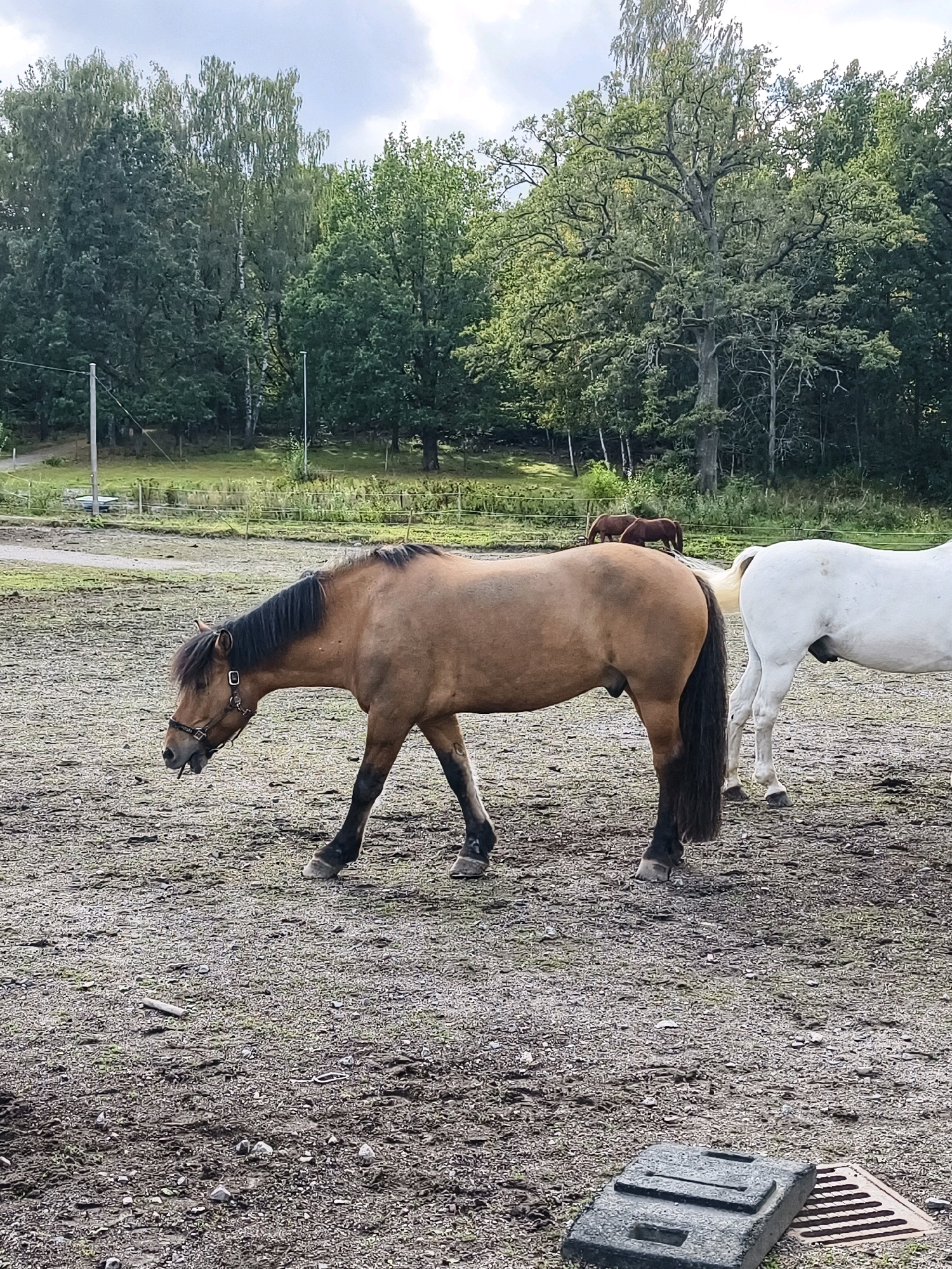 The image shows a brown horse with a black mane and tail, wearing a bridle, standing in a muddy field. The horse's head is lowered, and it appears to be grazing or drinking. In the background, there are several other horses, including a white horse to the right and two brown horses further back. Beyond the field, there is a dense forest of deciduous trees under a cloudy sky. The ground is a mixture of mud, gravel, and some sparse green vegetation. To the lower right, a concrete slab and a metal grate are visible on the ground. The scene is consistent with a rural setting, likely a horse pasture or farm, which could be located in or around Norrköping, Sweden, given the prevalence of such landscapes in the region. There are no humans present in the image.