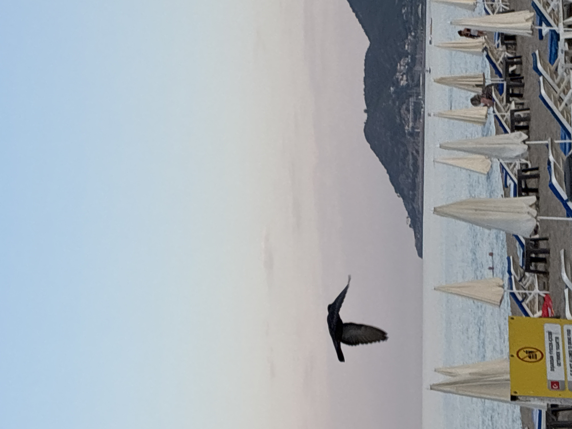 The image captures a serene beach scene in Alanya, Turkey, at dusk. A bird with outstretched wings is in mid-flight, its dark silhouette contrasting with the soft hues of the sky. The background features the calm sea meeting a distant, mountainous coastline dotted with buildings. The foreground is lined with rows of empty beach umbrellas and lounge chairs, suggesting the day's end. A yellow warning sign with Turkish text is visible on the left, indicating local regulations. A few people are scattered on the beach, some relaxing on loungers and others in the water, adding a touch of human presence to the tranquil setting.