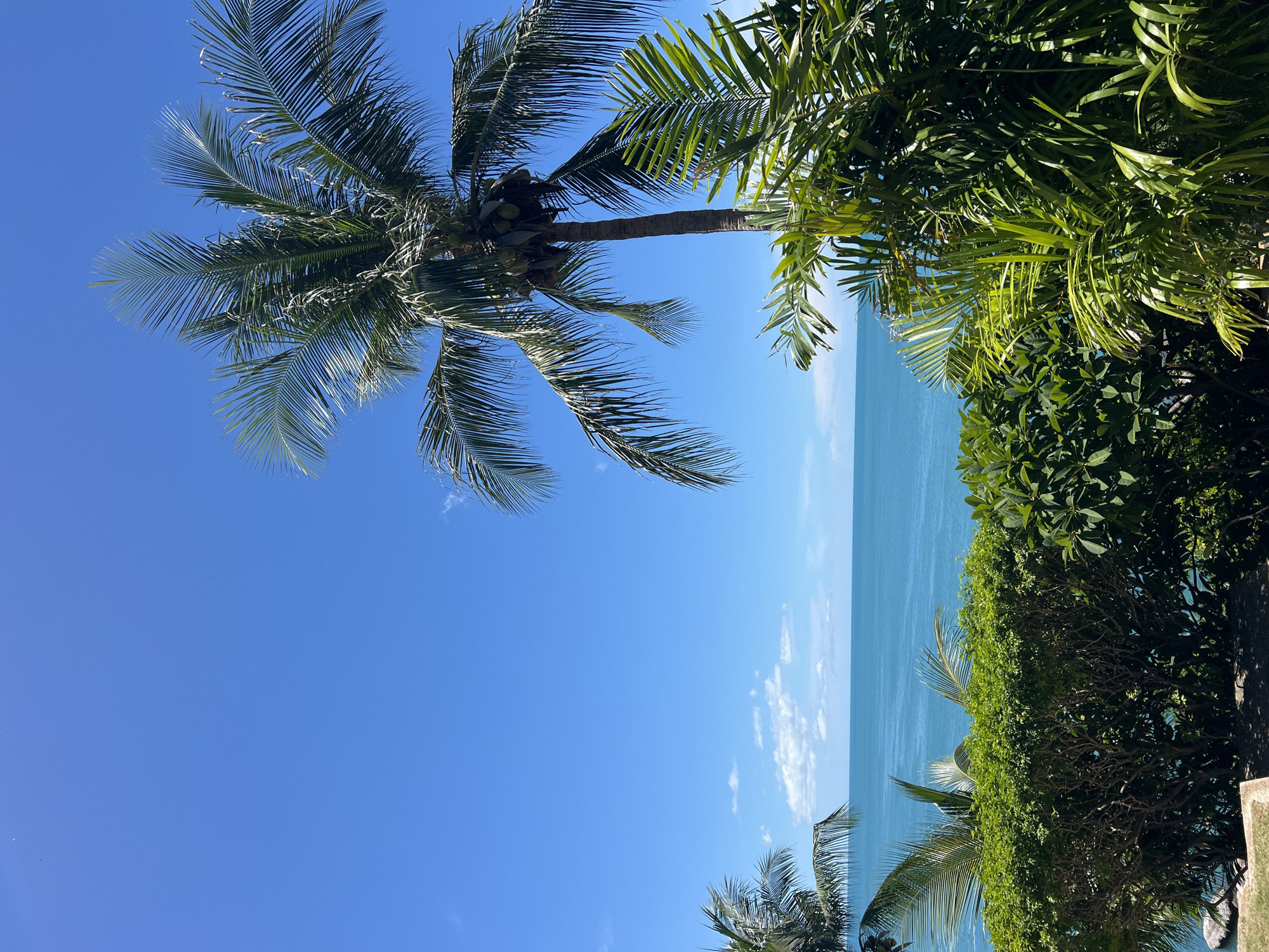 This is a vertical, eye-level, medium shot of a tropical beach scene. The image is dominated by a clear blue sky on the left, with the bright blue ocean on the right. A lush green palm tree with coconuts is prominently featured in the upper left quadrant, its fronds reaching across the sky. To the right of the ocean, dense green foliage and trees create a vibrant foreground, partially obscuring the water's edge. The scene is bathed in bright sunlight, suggesting a clear, sunny day. The overall mood is serene and idyllic, evoking a sense of tropical paradise. There is no visible text in the image.