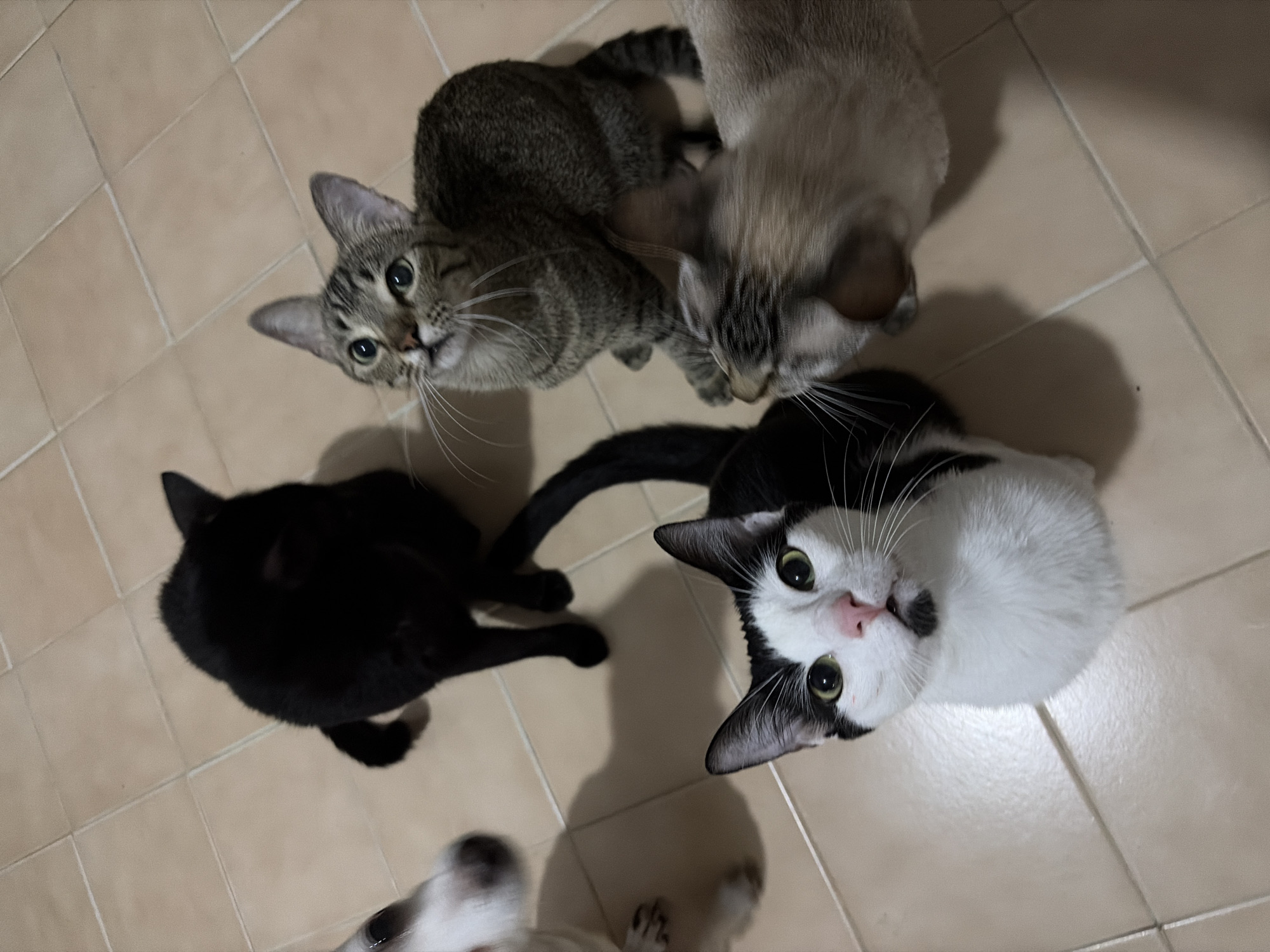 The image shows four cats on a beige tiled floor. From the top left, there is a tabby cat looking up at the camera. Beside the tabby cat, is a pale cat that looks to be sniffing the floor. To the left and below the tabby cat is a black cat, not looking at the camera. Finally, at the bottom right, a black and white cat is looking up at the camera. The picture was taken from a high angle. The location is not possible to determine.