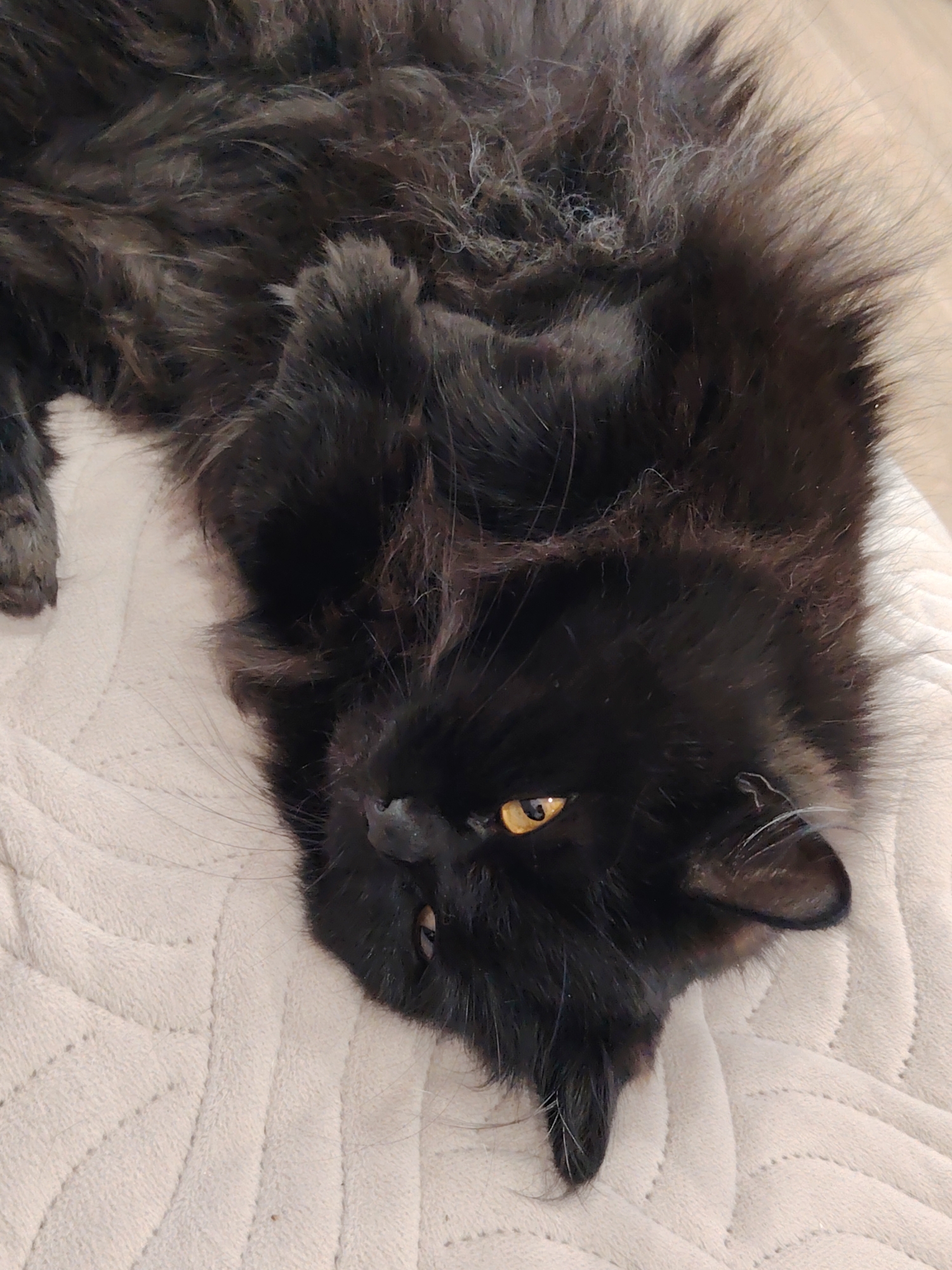A fluffy black cat with golden eyes lies on a textured white blanket. The cat is positioned upside down with its head near the bottom of the frame. Part of its paw is visible in the upper left corner.
