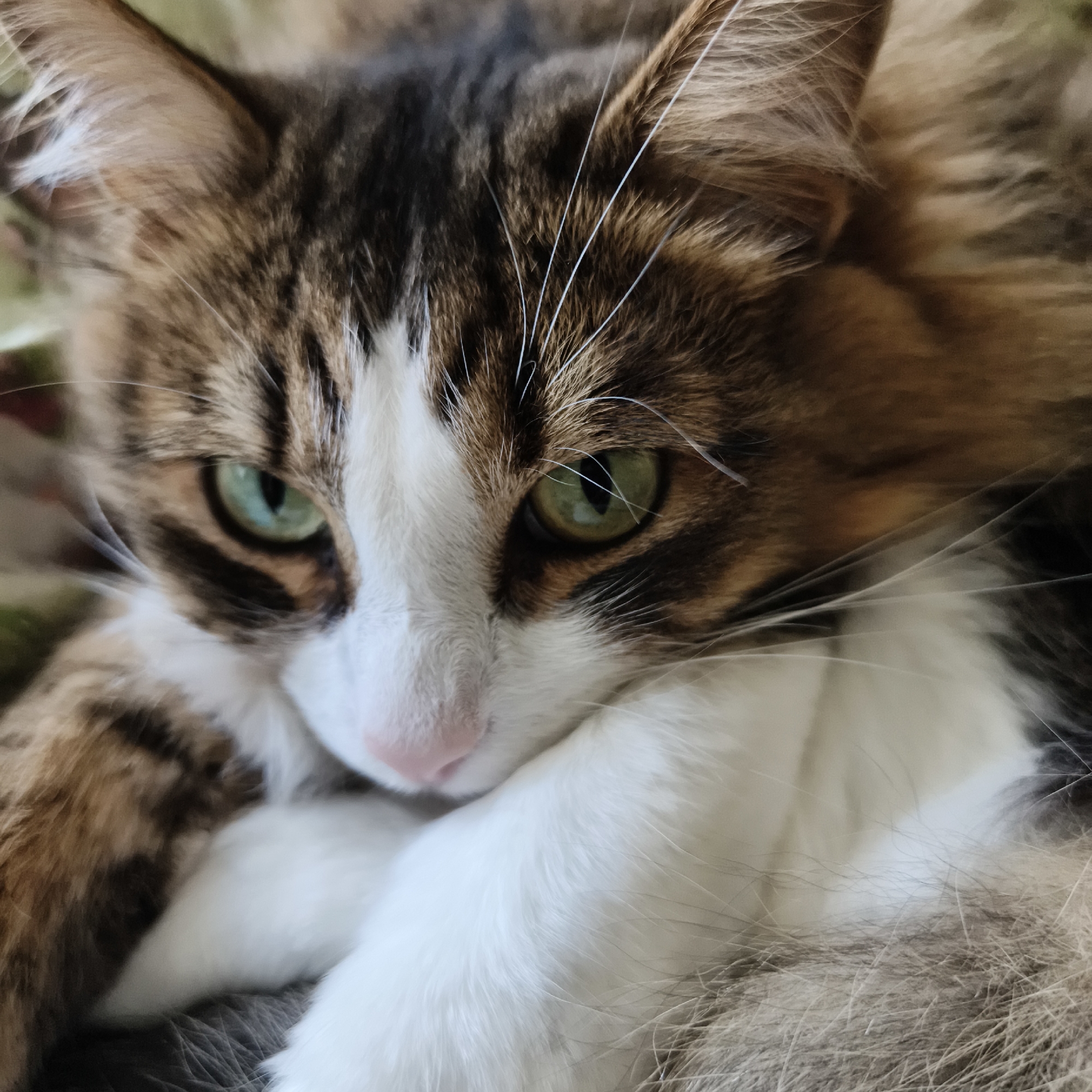 A close-up, eye-level photograph shows a calico cat resting, its head tucked into its paws. The cat's fur is a mix of brown, black, white, and orange, with distinct tabby markings on its forehead and around its eyes. Its bright green eyes are partially closed, and its pink nose is visible. The background is softly blurred, suggesting a cozy indoor setting. There is no indication of the city of Chaikovsky, Russia, or any specific urban environment.