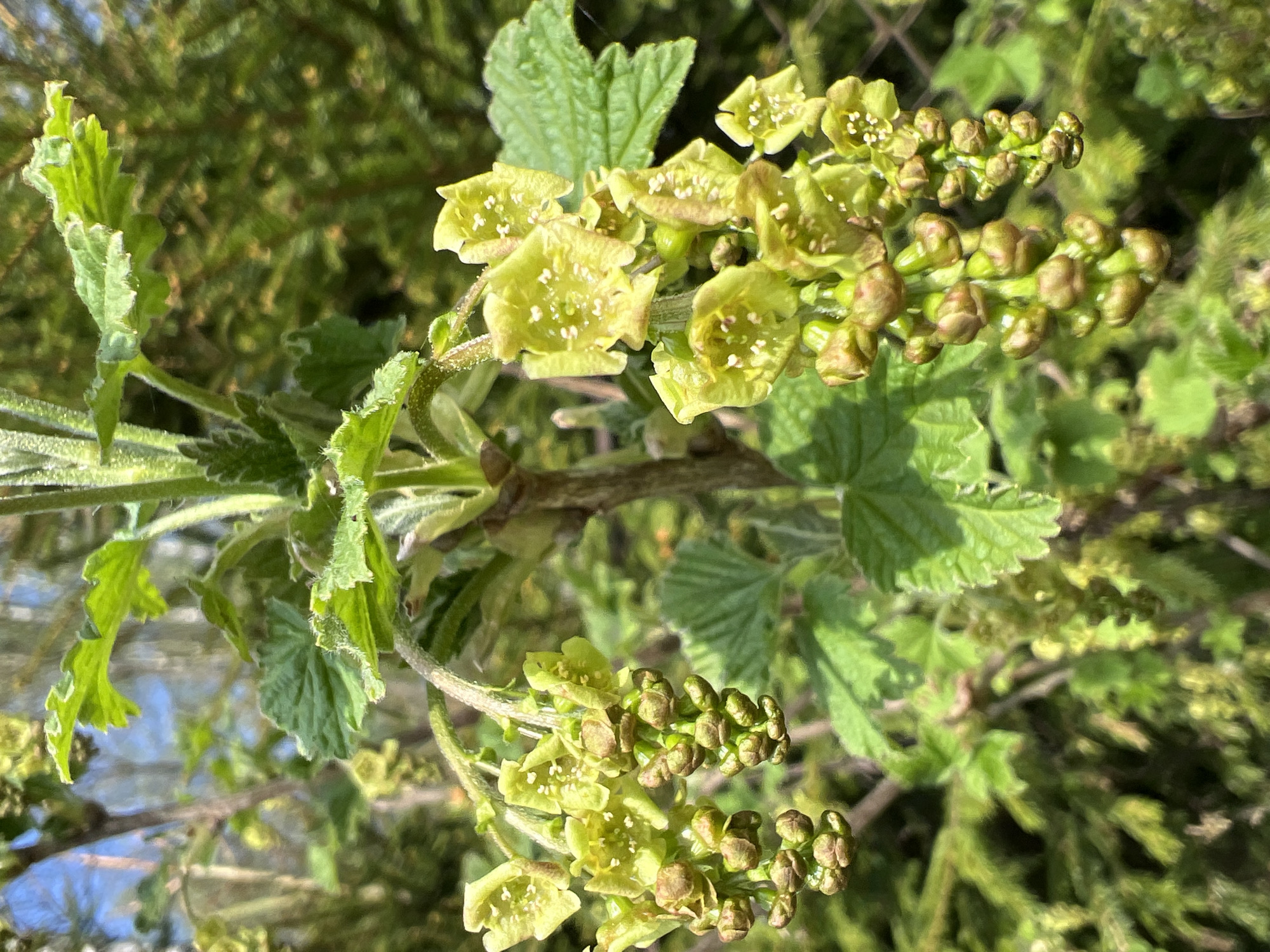 This image, taken in Ильинская Поляна Снт, Russia, depicts a close-up view of a flowering currant bush. The image is vertically oriented. The bush features green, lobed leaves and clusters of small, pale yellow flowers. Some of the flower clusters are still in bud form, appearing as small, tightly packed green spheres. The flowers that are open display tiny white stamen. The branches of the bush are visible, and the background is a blur of green foliage, suggesting a garden or wooded area. A chain link fence can be seen in the background. The lighting is bright, indicating the photograph was taken during the daytime.
