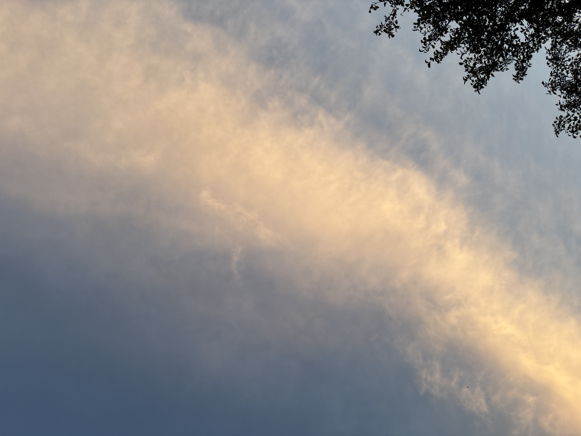 The image is a vertical, low-angle shot of the sky above Насовіцкі сельскі Савет, Belarus. A streak of pale orange cloud runs diagonally from the bottom left to the top right of the frame, contrasting with the muted blue of the surrounding sky. The cloud appears wispy and illuminated by soft, late-day light. In the bottom right corner, the dark silhouette of tree branches with leaves is visible, partially obscuring the sky. A few small, dark specks, possibly birds or insects, are scattered in the sky. The scene is natural and serene, capturing a moment of twilight.
