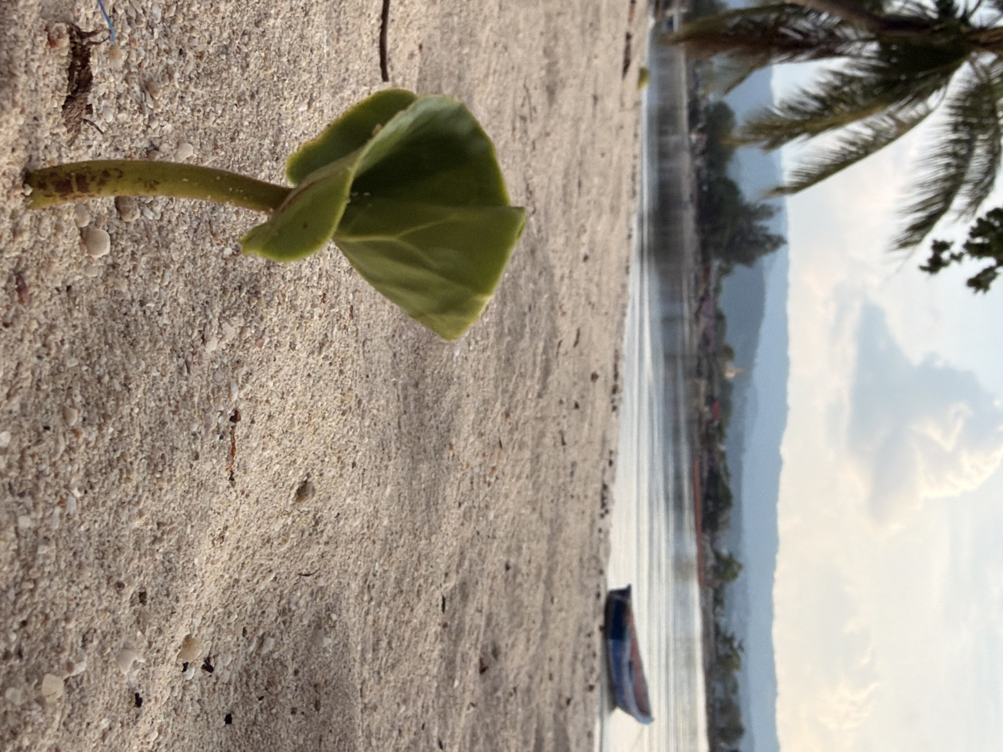 The image depicts a serene beach scene in the city of Ko Samui District, Thailand, likely during the late afternoon or early evening. In the foreground, a young green plant with broad leaves emerges from the light-colored sand. The plant's stem exhibits a speckled pattern of brown markings. The sand is coarse, interspersed with small pebbles and shell fragments. A dark, thin twig or debris lies to the left of the plant.
The midground reveals a calm body of water, likely the Gulf of Thailand, reflecting the soft light of the sky. A small blue and red boat is partially submerged near the shore, its bow pointing towards the land. Further in the distance, a gentle incline of land is visible, covered with lush green vegetation and dotted with structures of a small village or town. The village appears to be nestled between the coastline and rolling hills.
The background features a hazy mountain range that fades into the horizon. The sky is partially cloudy, with a large, soft cloud formation dominating the upper portion of the image. A palm tree, with its fronds reaching into the frame from the upper left corner, adds a tropical element to the scene. The overall atmosphere is tranquil and natural, with the vibrant green of the plant contrasting with the muted tones of the sand, water, and distant landscape. No people are visible in the image.