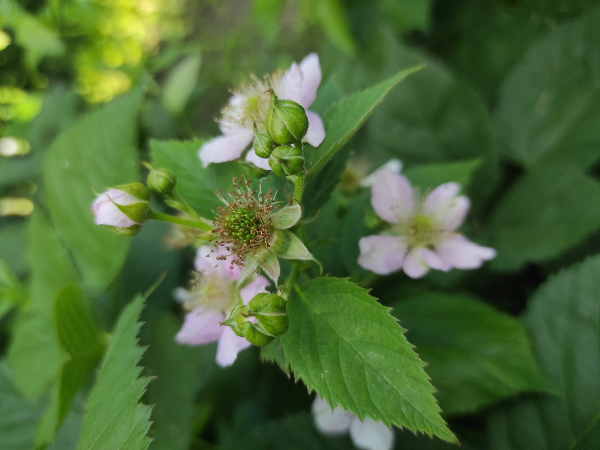 In a natural, outdoor setting, a cluster of small, delicate pink flowers and green buds are in focus against a background of lush green foliage. The flowers are light pink with prominent stamens. Several green, unopened buds are visible, some appearing tightly closed and others beginning to unfurl. One leaf, with serrated edges and visible veins, is positioned in the foreground, to the left of the flowers. The lighting suggests it is daytime, with soft sunlight filtering through the leaves, creating some bokeh effect in the background. The image appears to be a close-up of a plant, possibly a blackberry bush in bloom. The specific location within a city is unknown.